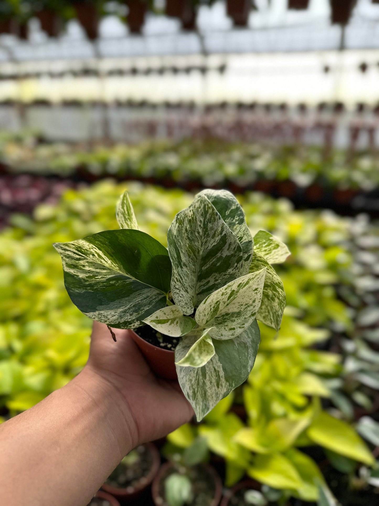 Marble Queen Pothos - Epipremnum Aureum - 4" from MyPlants