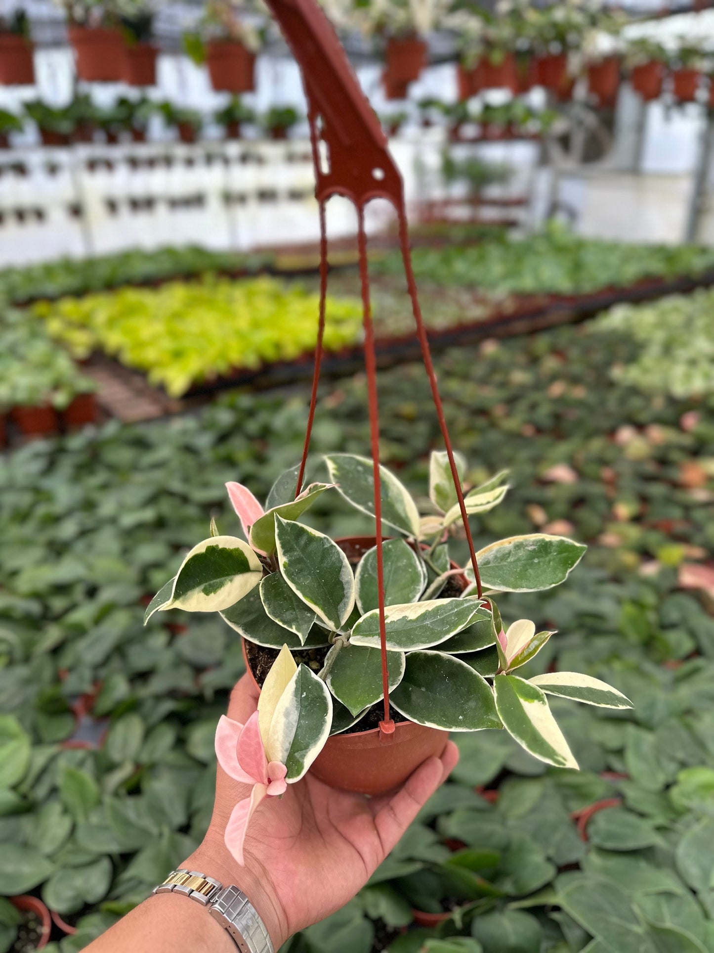 Hoya Krimson Queen (Tricolor) - 6" from MyPlants