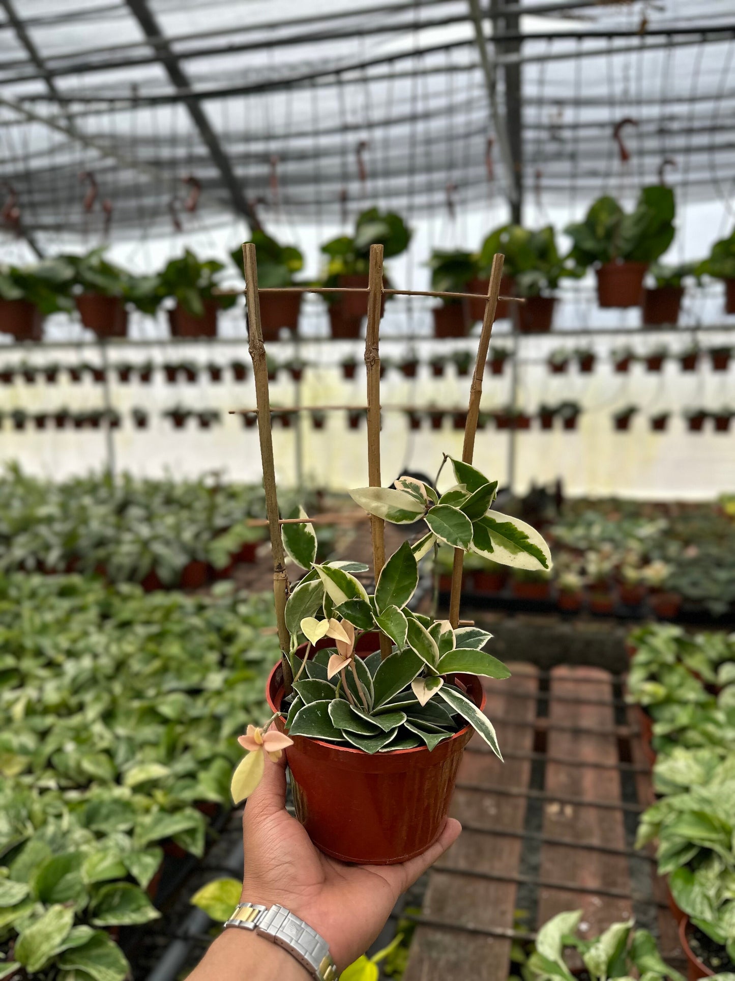 Trellis Hoya Krimson Queen (Tricolor) - 6" from MyPlants