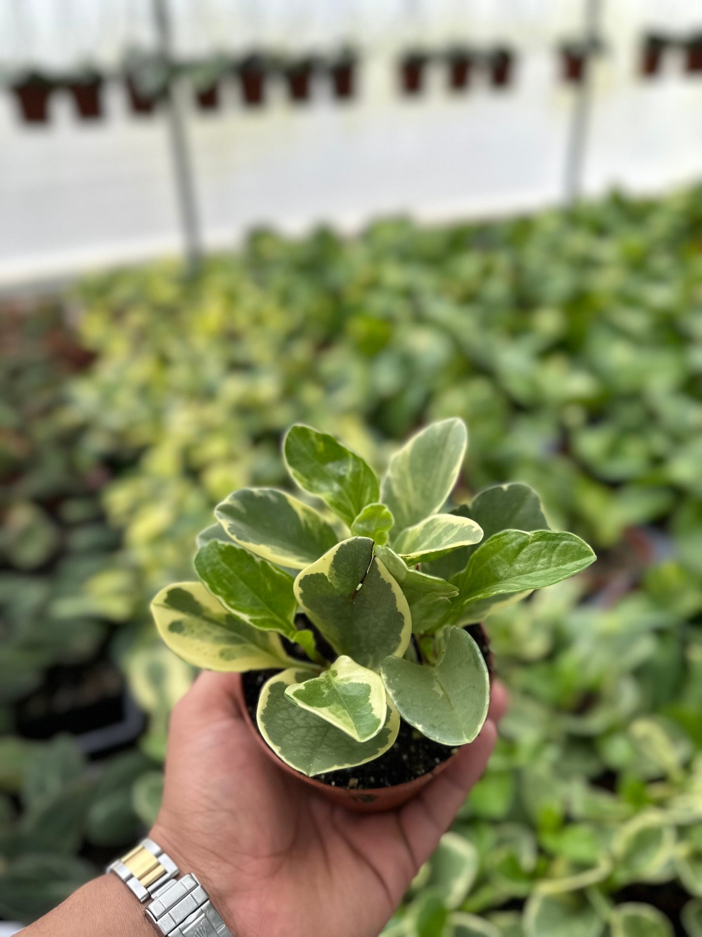 Variegated Peperomia - 4"� from MyPlants