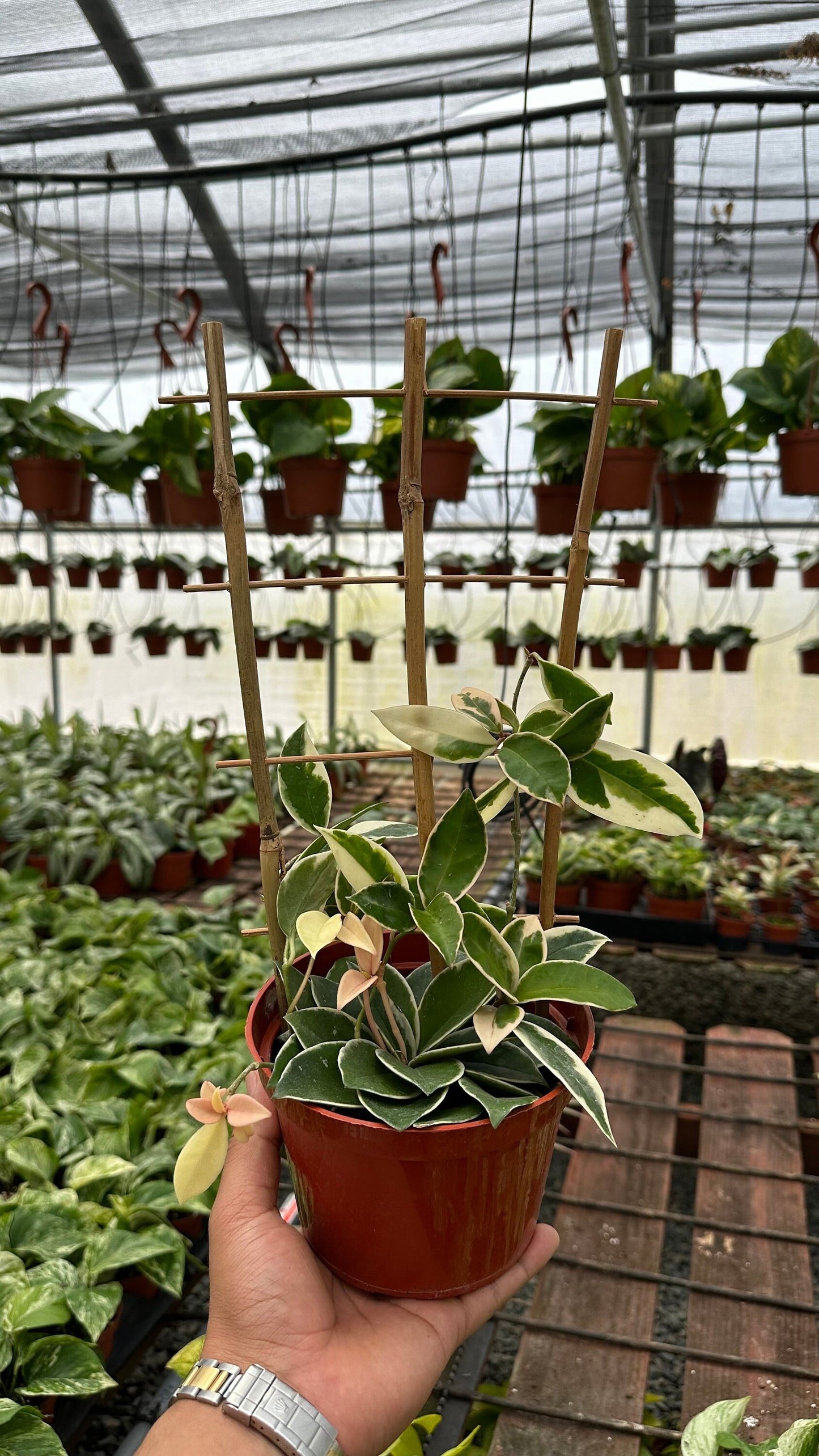 Trellis Hoya Krimson Queen (Tricolor) - 6" from MyPlants