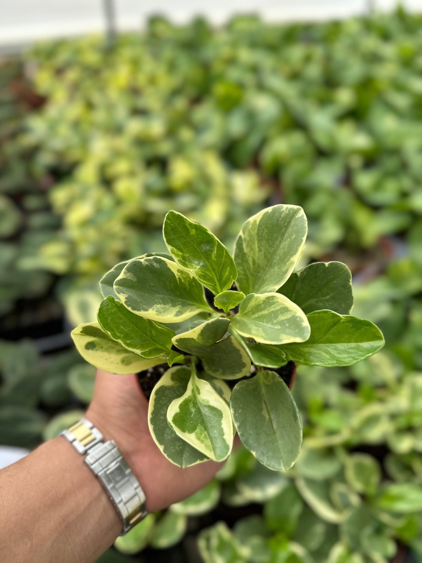 Variegated Peperomia - 4"� from MyPlants