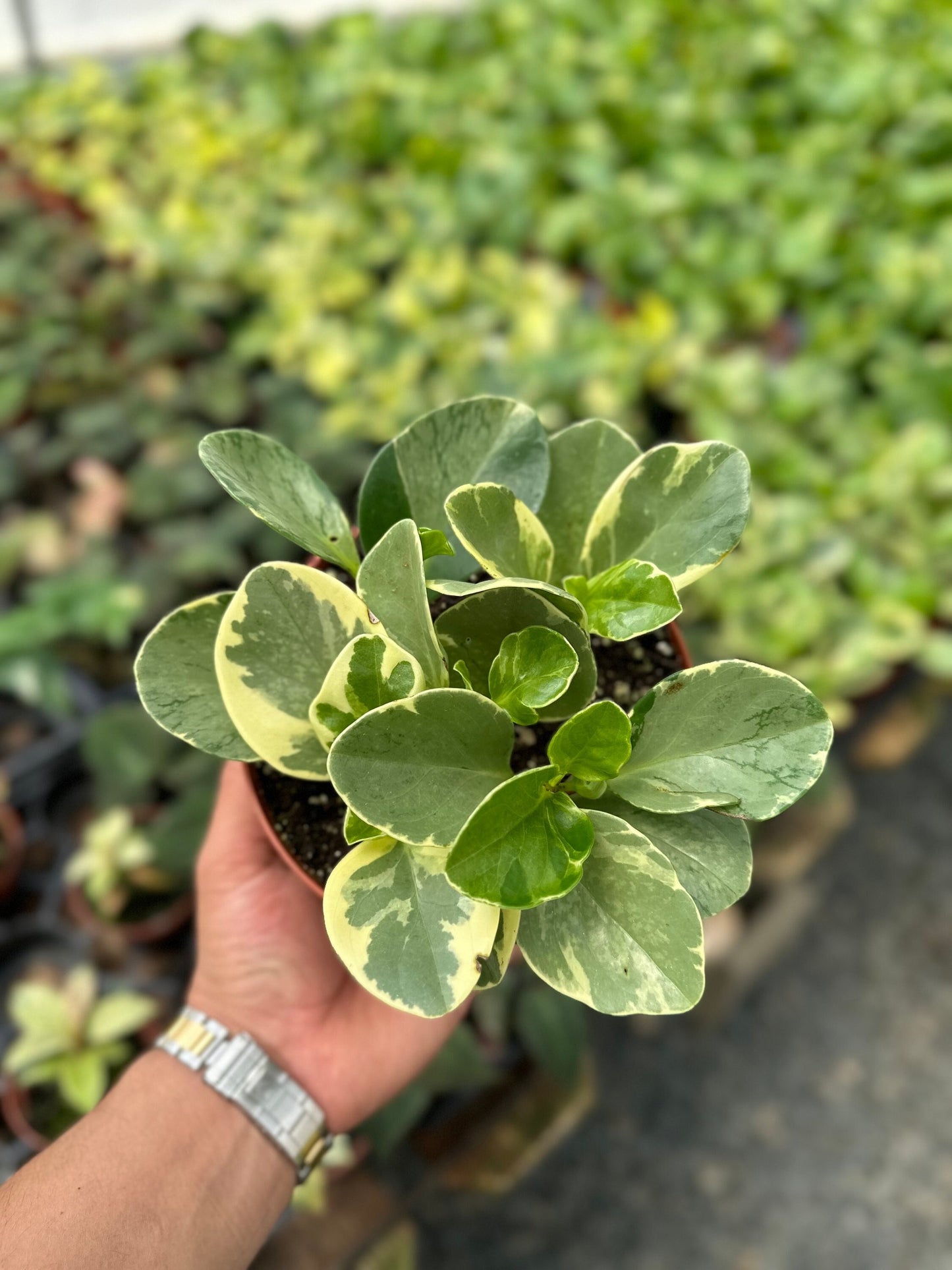 Variegated Peperomia - 6" from MyPlants