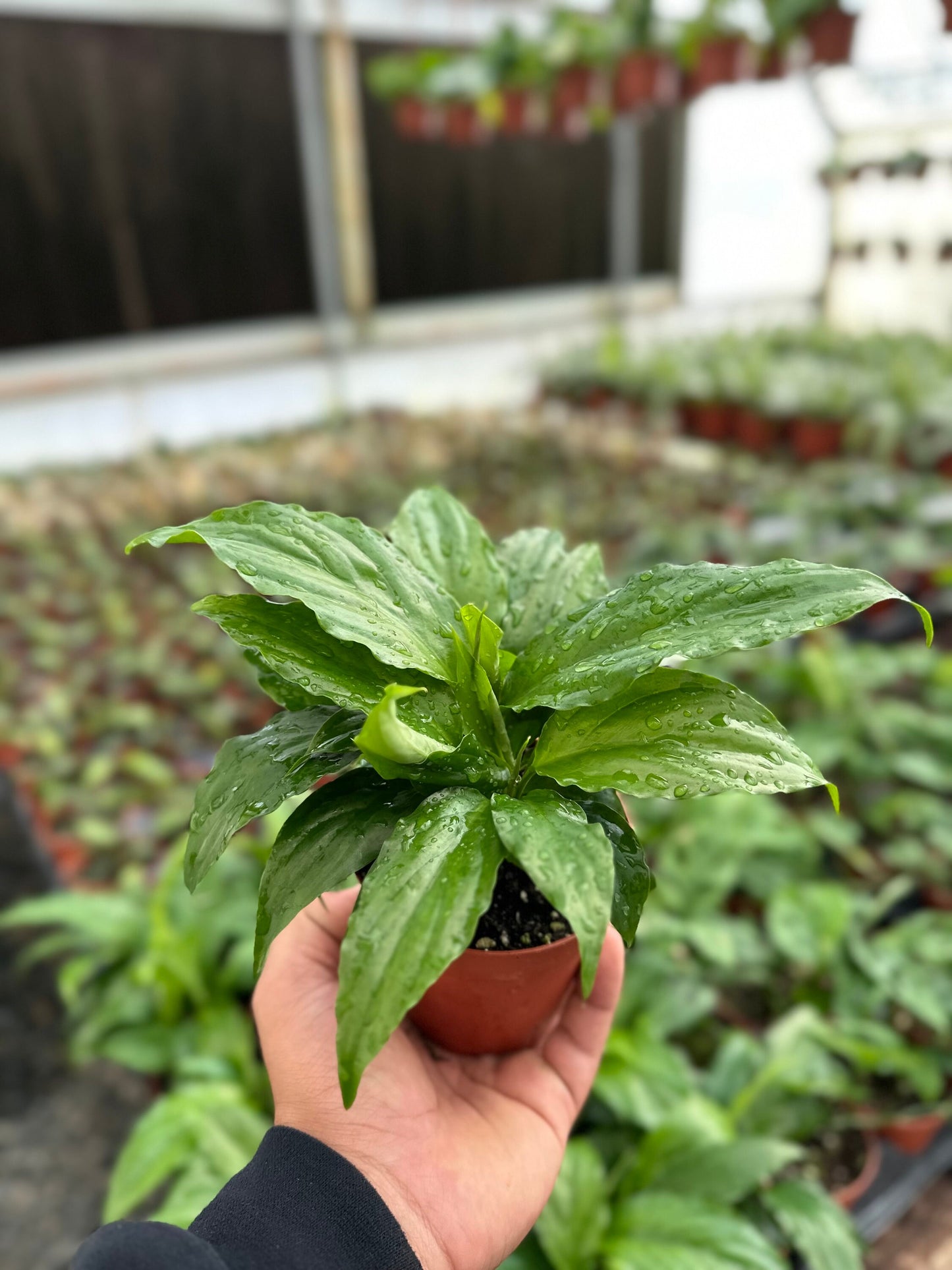 Peace Lily - Spathiphyllum - 4" from MyPlants