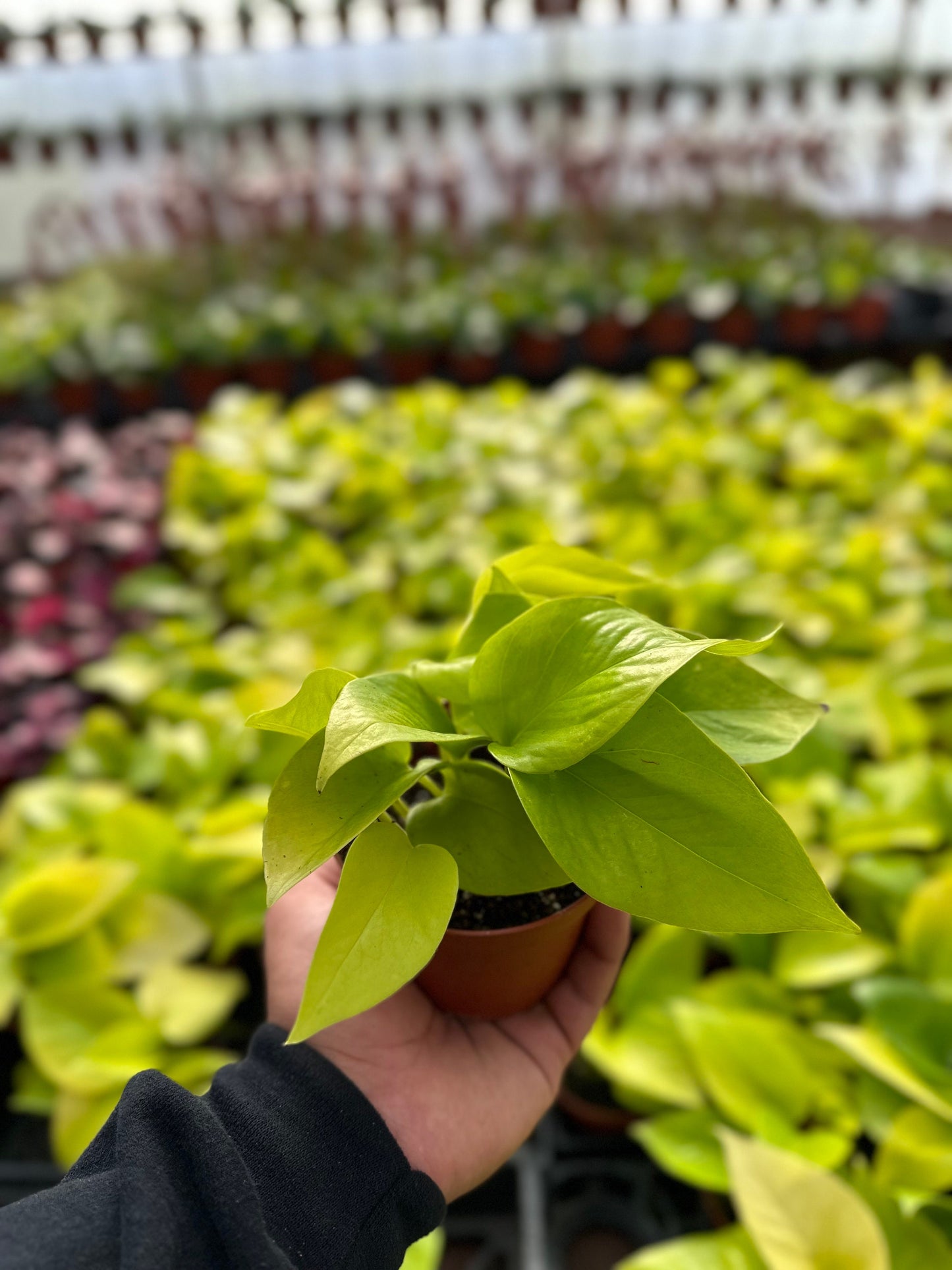 Neon Pothos - Epipremnum Pinnatum - 4" from MyPlants