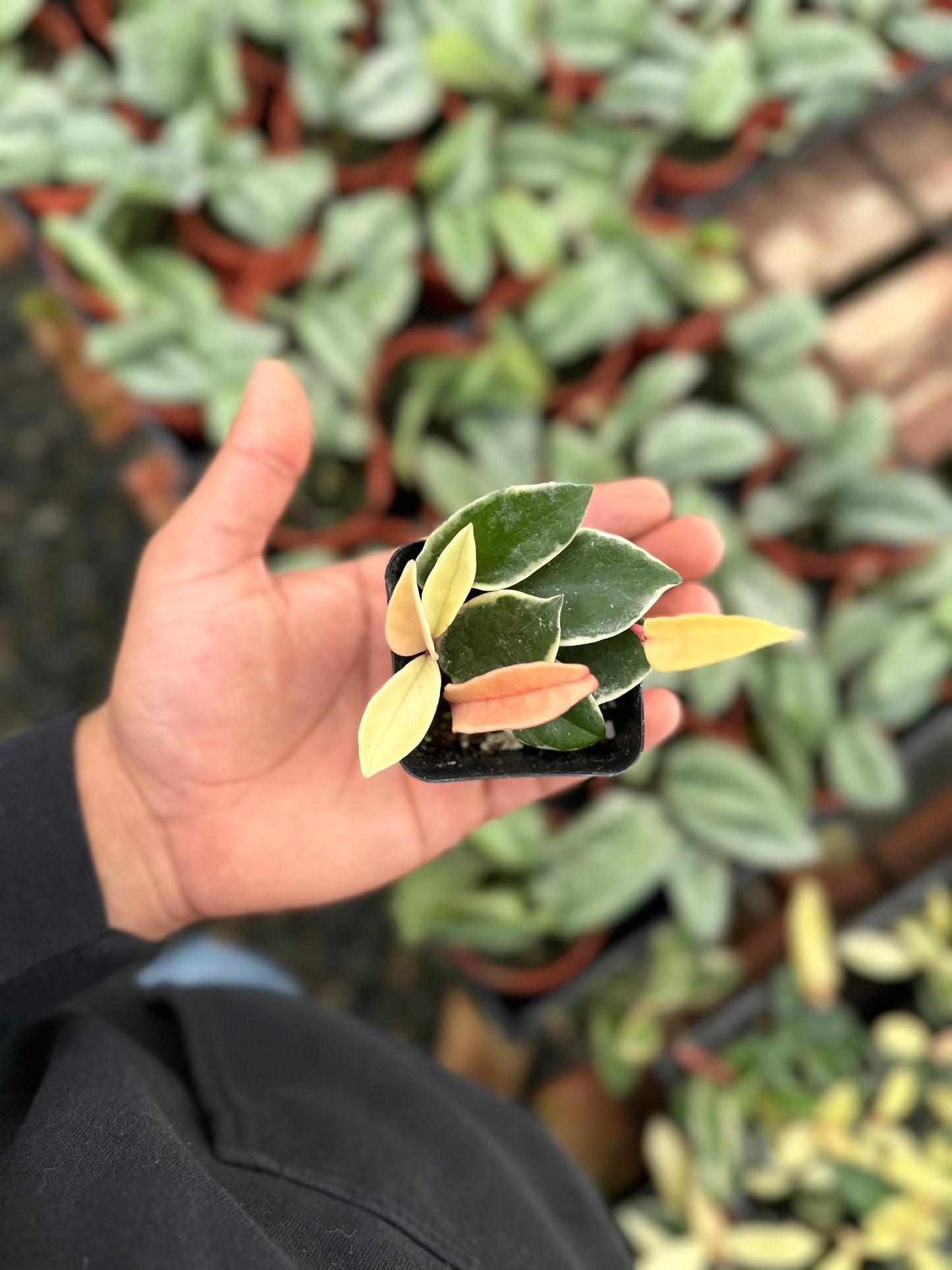 Hoya Krimson Queen (Tricolor) - 2" from MyPlants