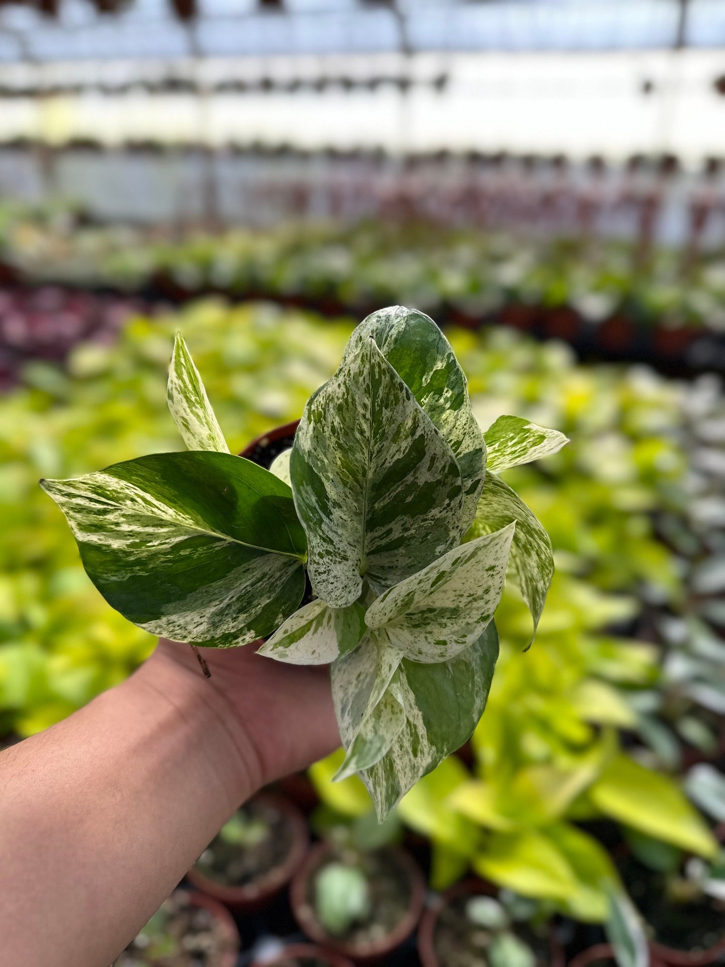 Marble Queen Pothos - Epipremnum Aureum - 4" from MyPlants