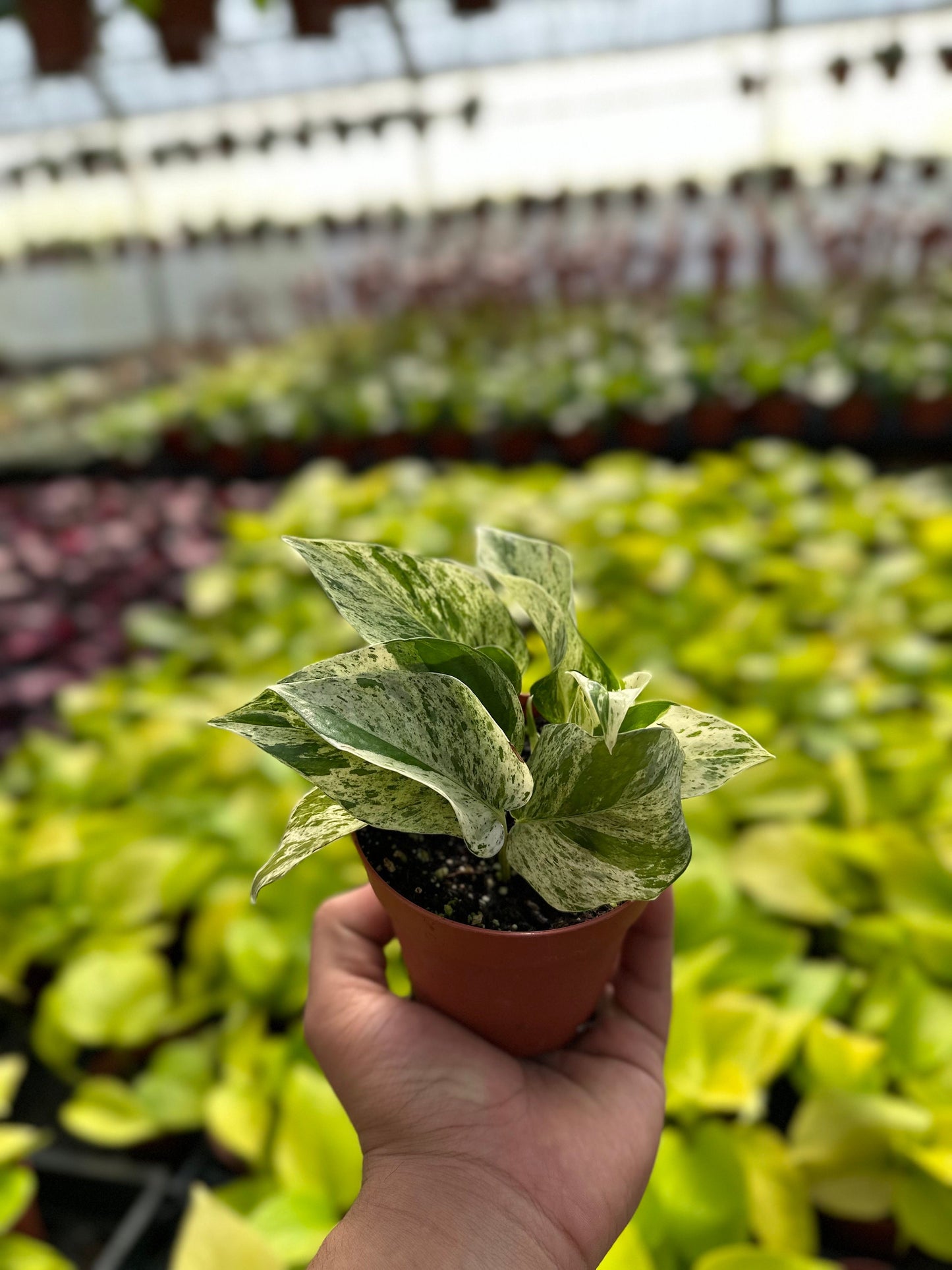 Marble Queen Pothos - Epipremnum Aureum - 4" from MyPlants