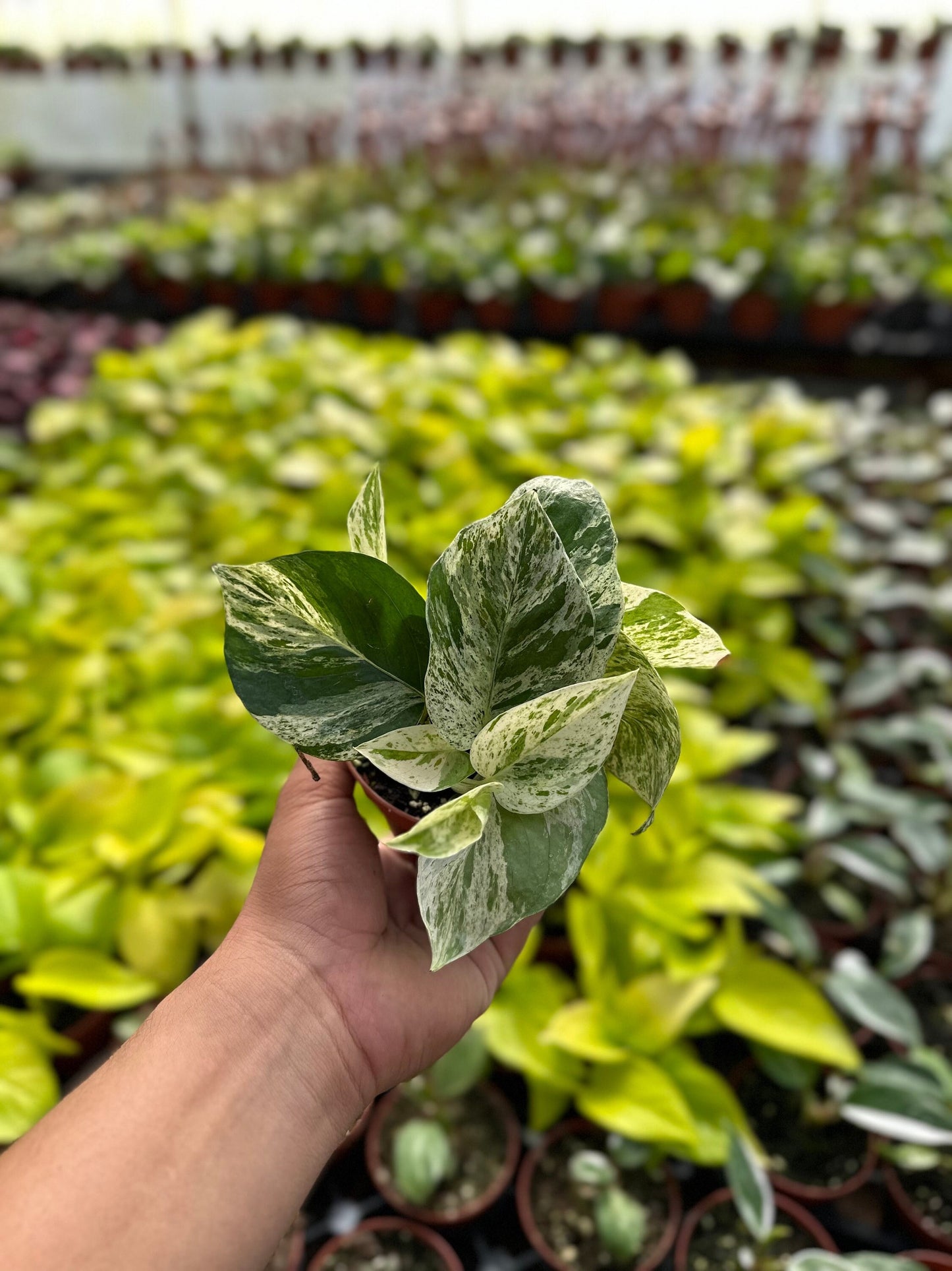 Marble Queen Pothos - Epipremnum Aureum - 4" from MyPlants