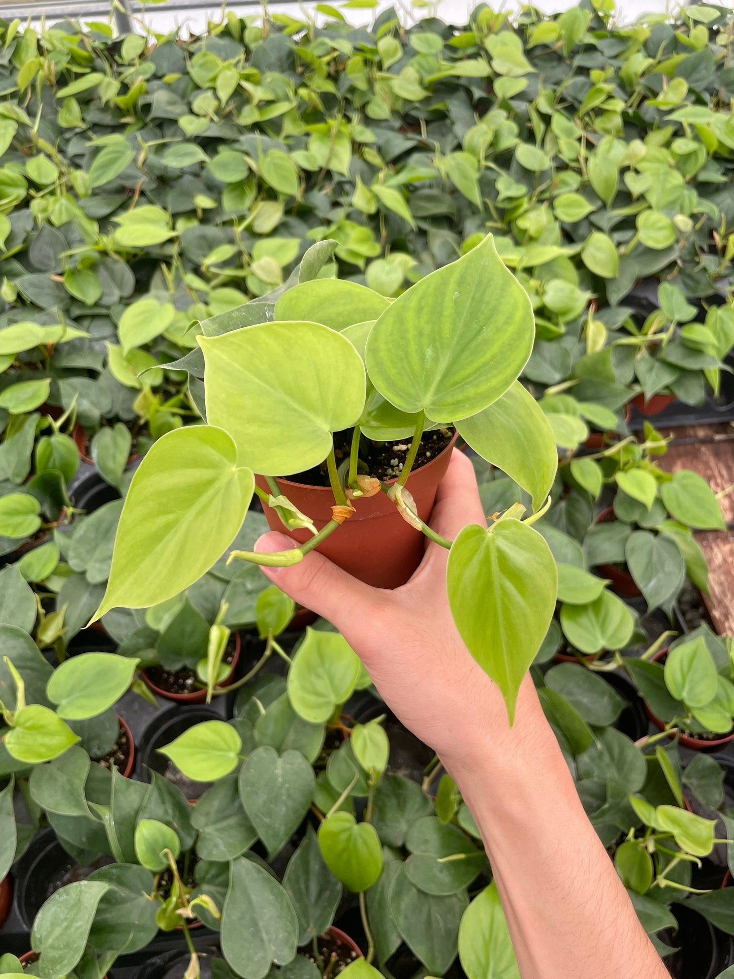 Philodendron Cordatum (add-on plant ONLY) - 4" from MyPlants