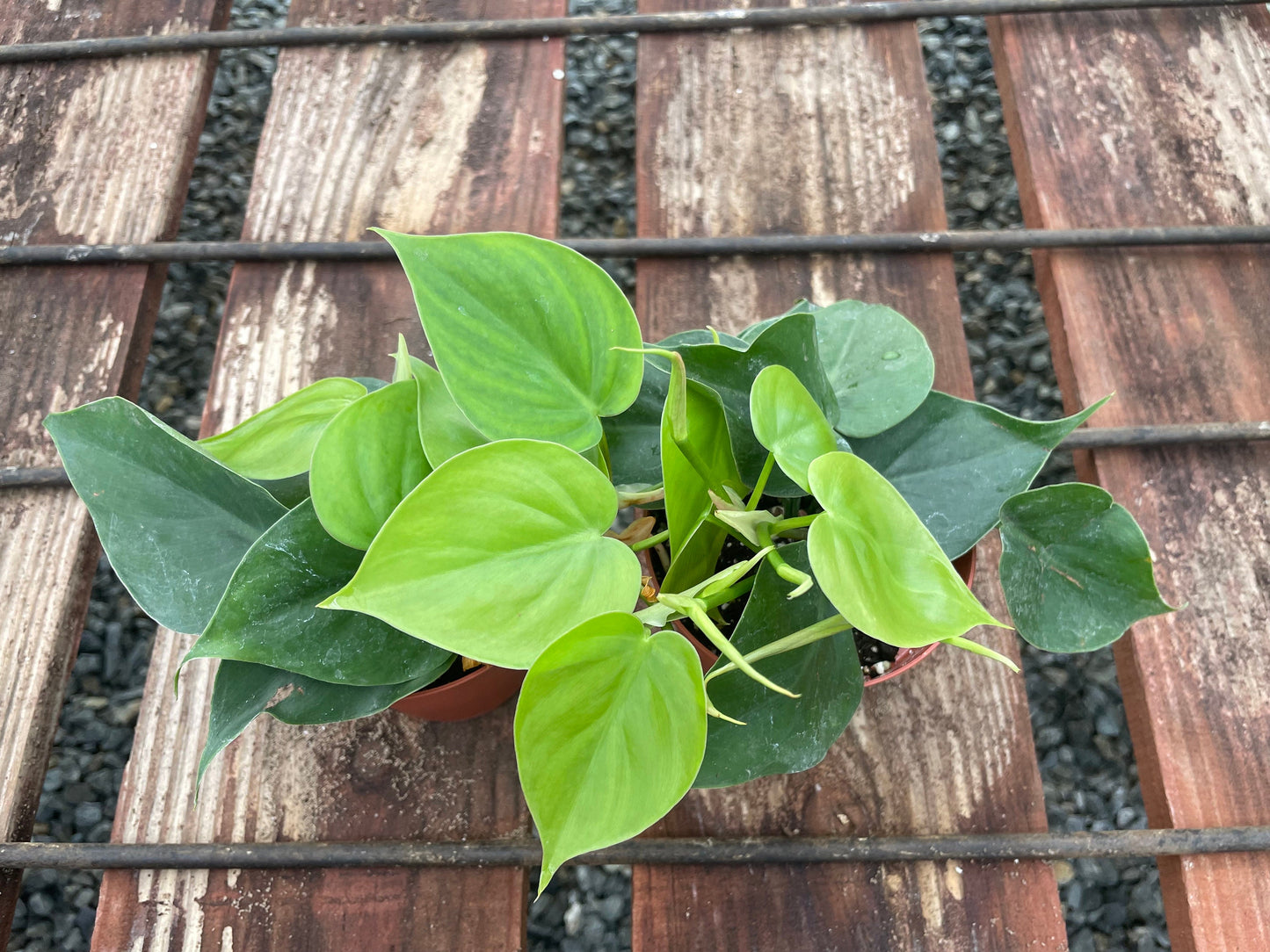 Philodendron Cordatum (2-pack) - 4" from MyPlants