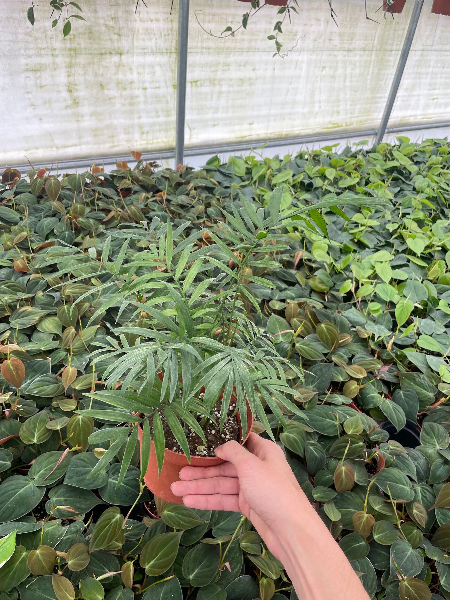 Neanthe Bella Palm - Chamaedorea Elegans - 6"� from MyPlants