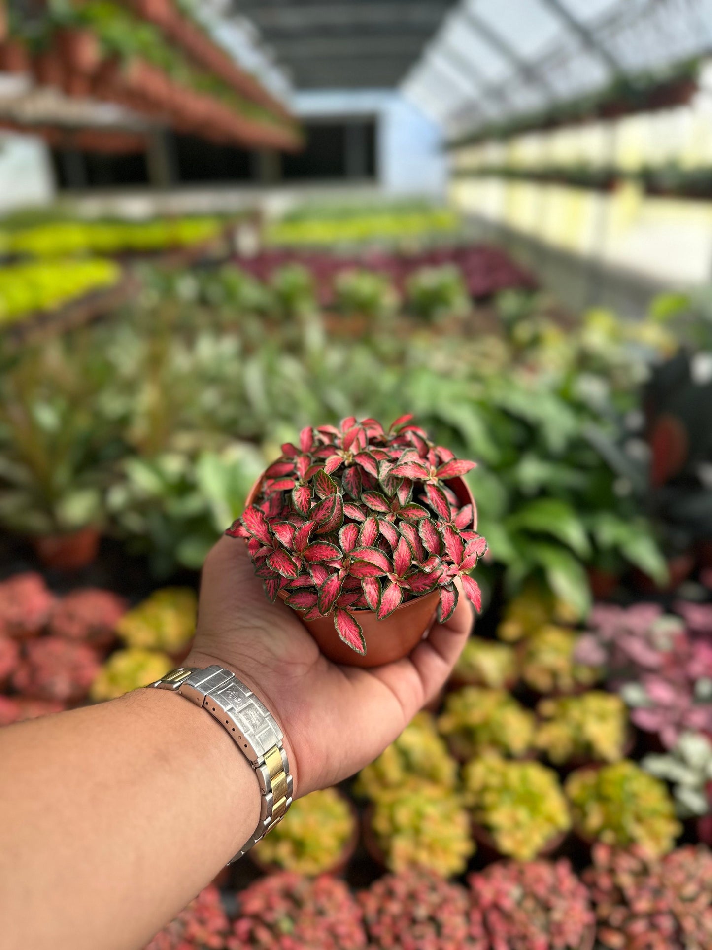 Fire Tail Fittonia - 4" from MyPlants