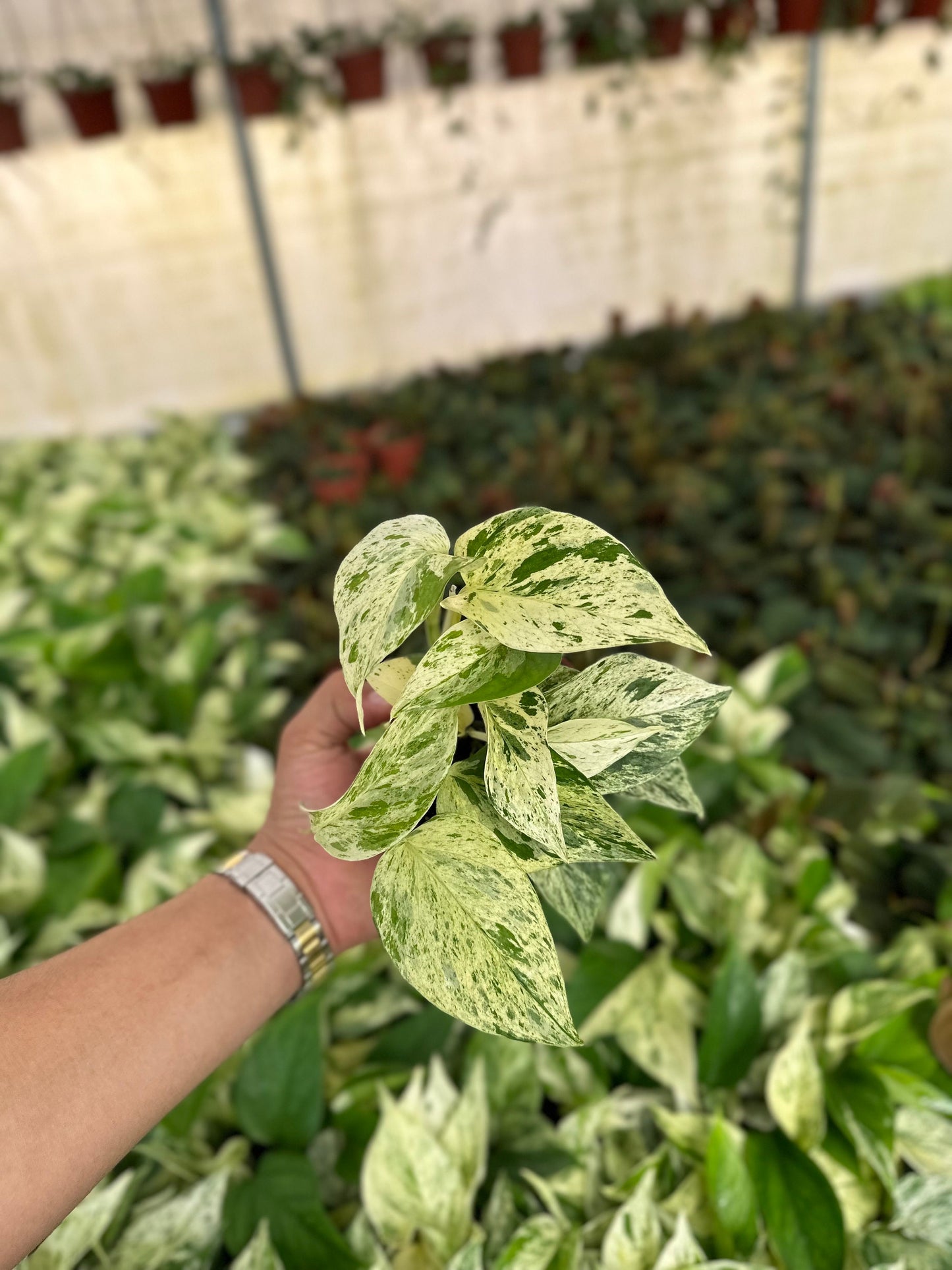 Snow Pothos - Epipremnum Aureum - 4" from MyPlants