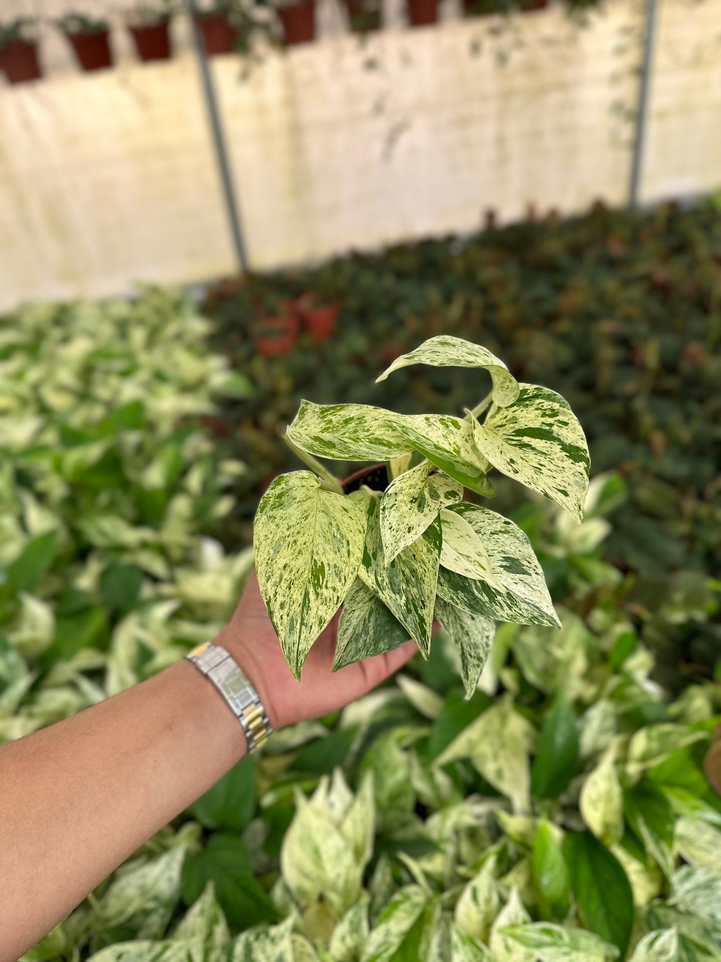 Snow Pothos - Epipremnum Aureum - 4" from MyPlants