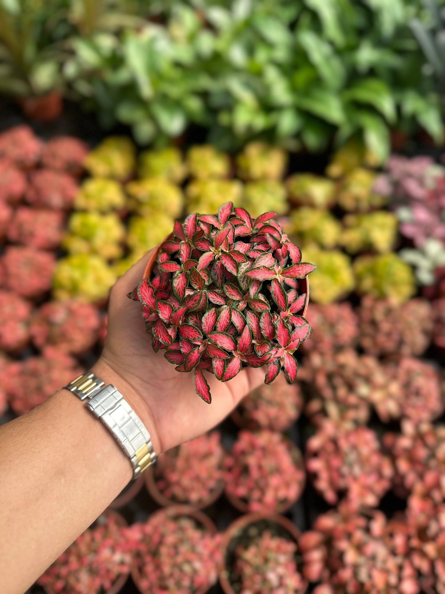 Fire Tail Fittonia - 4" from MyPlants