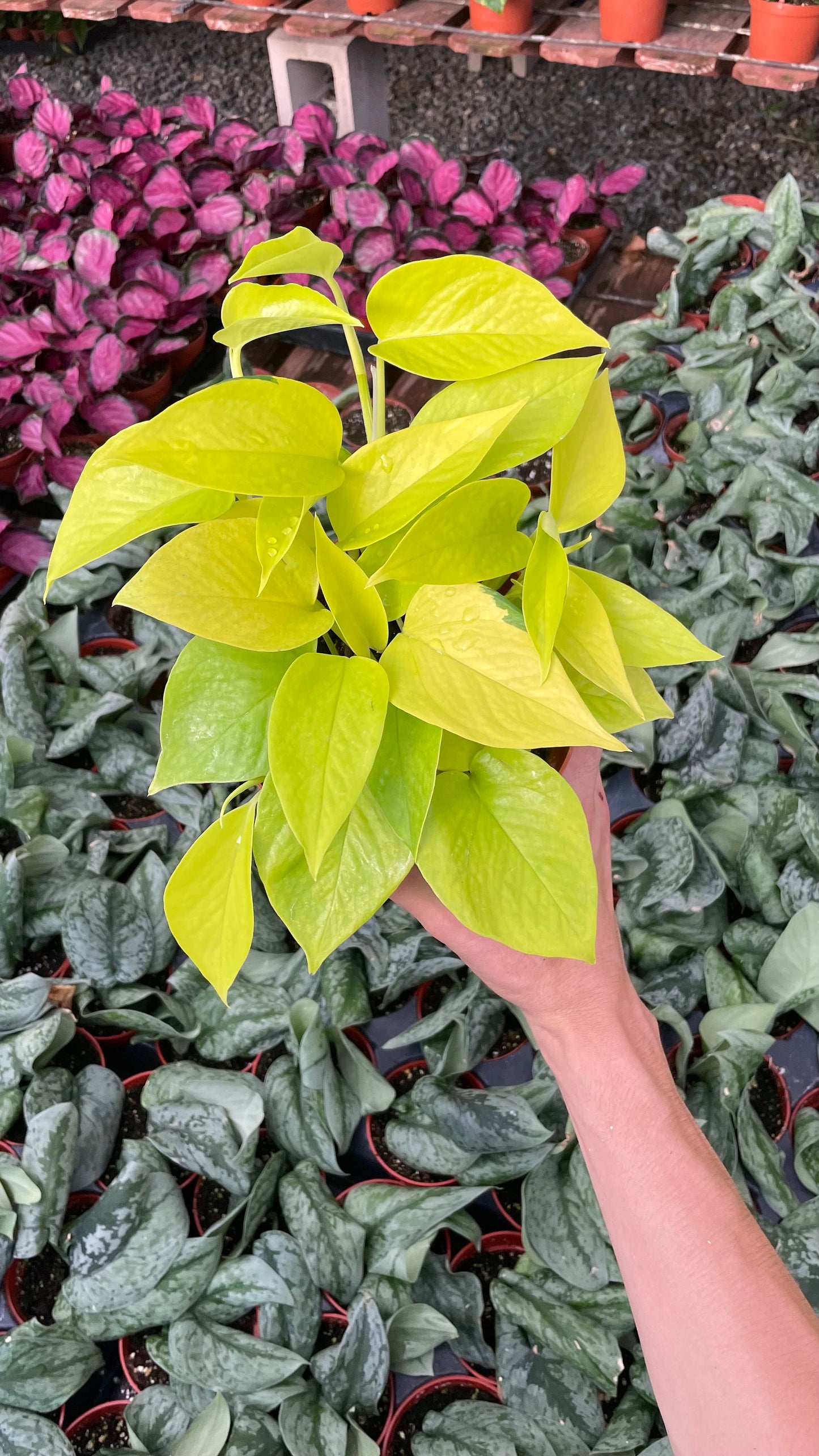 Neon Pothos - Epipremnum Aureum - 6" from MyPlants