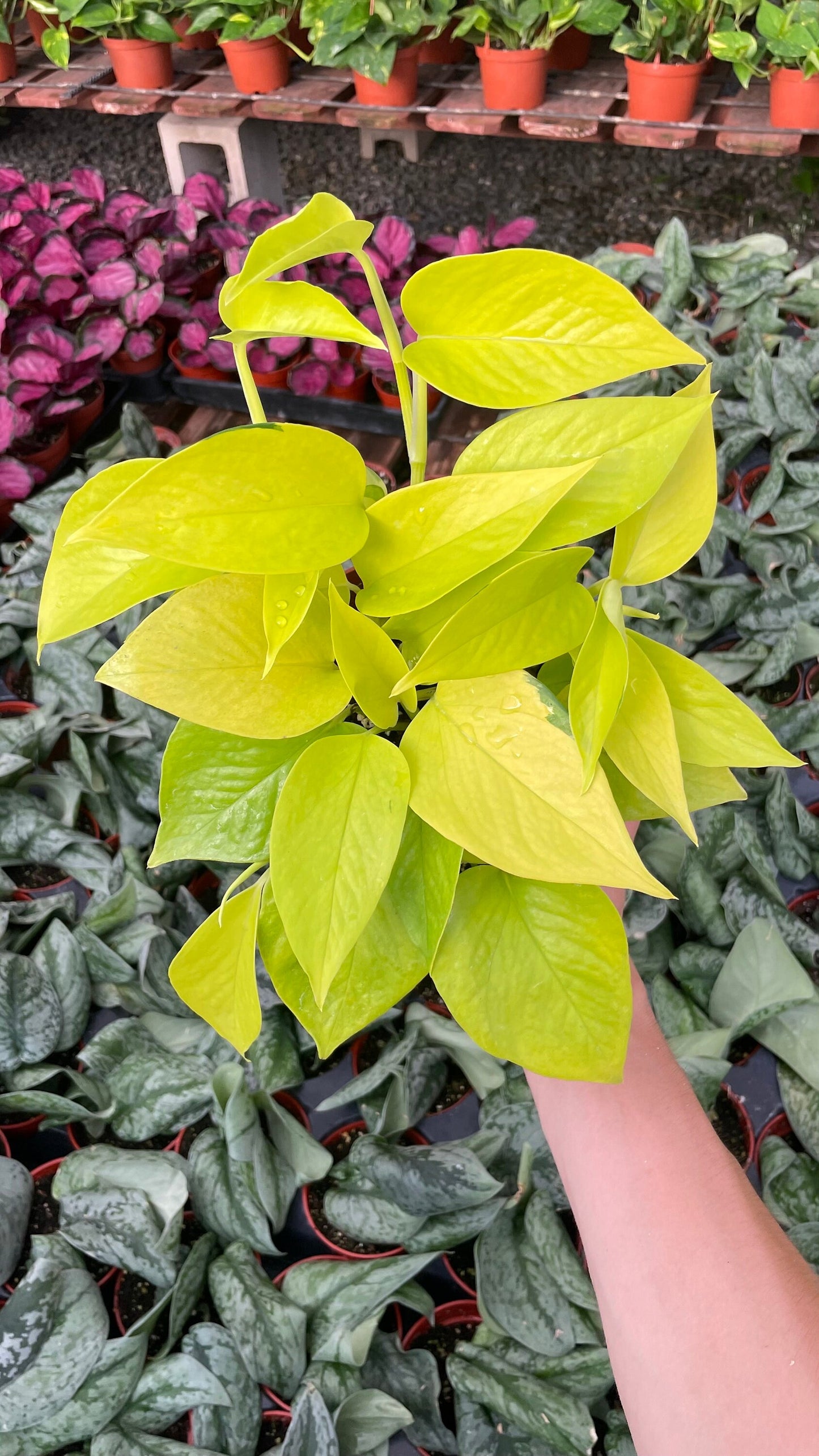 Neon Pothos - Epipremnum Aureum - 6" from MyPlants