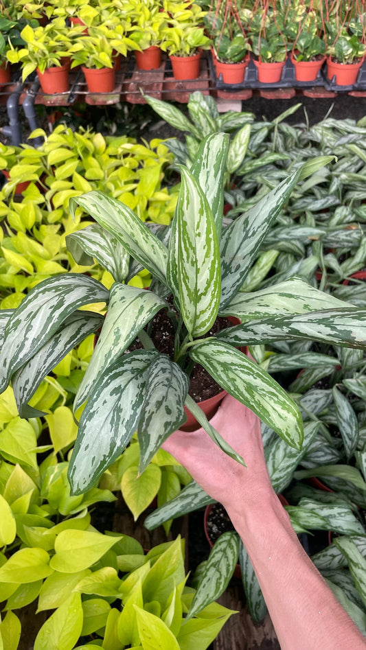 Aglonema Silver Queen - 6" from MyPlants