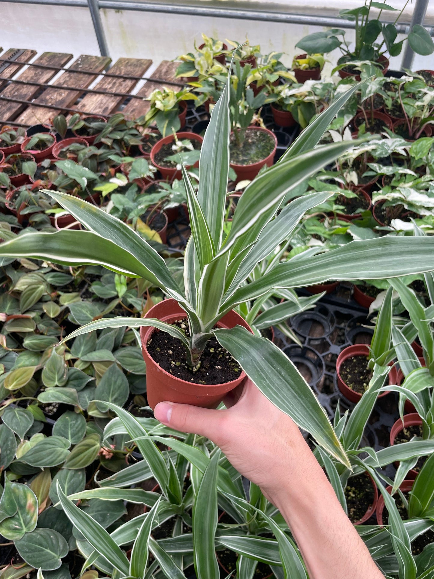 Dracaena Plant - 4" from MyPlants