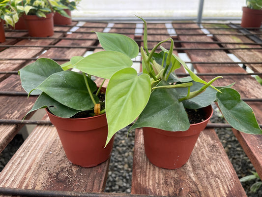 Philodendron Cordatum (2-pack) - 4" from MyPlants