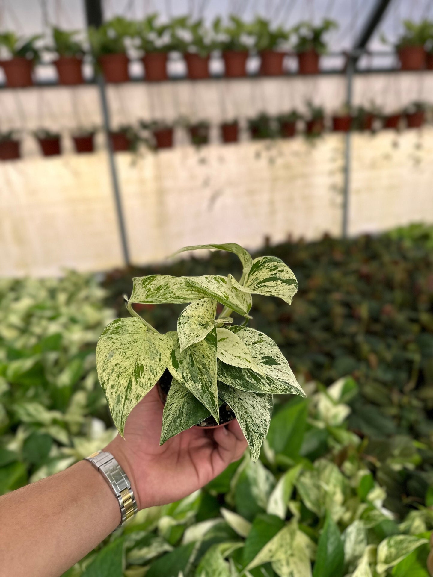 Snow Pothos - Epipremnum Aureum - 4" from MyPlants