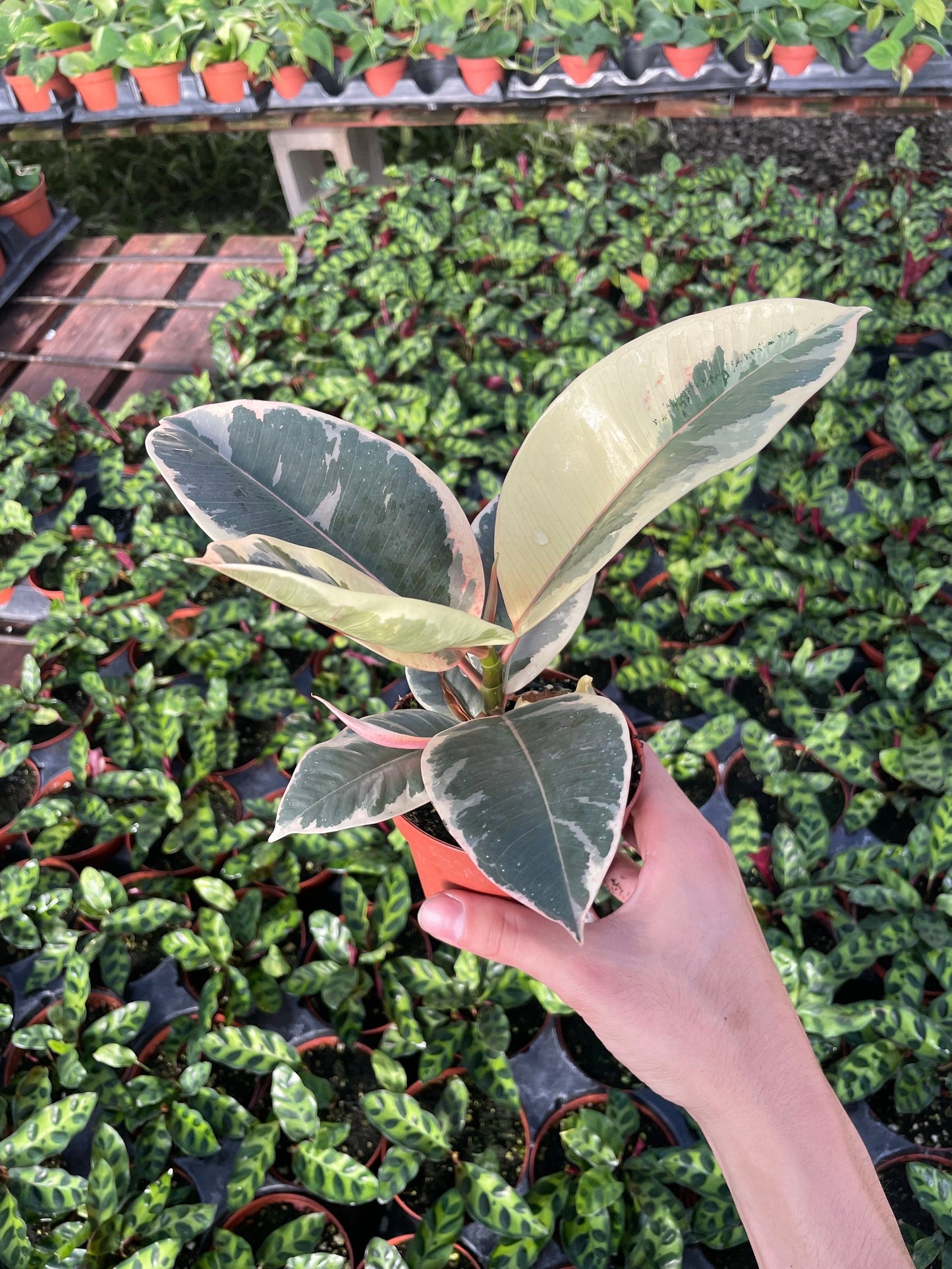 Variegated Rubber Tree - Ficus Tineke - 4" from MyPlants