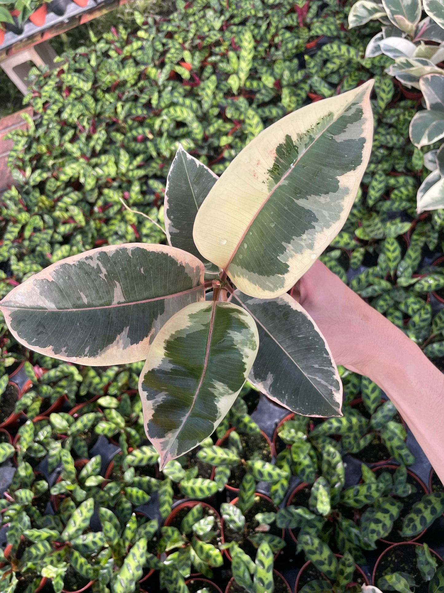 Variegated Rubber Tree - Ficus Tineke - 4" from MyPlants