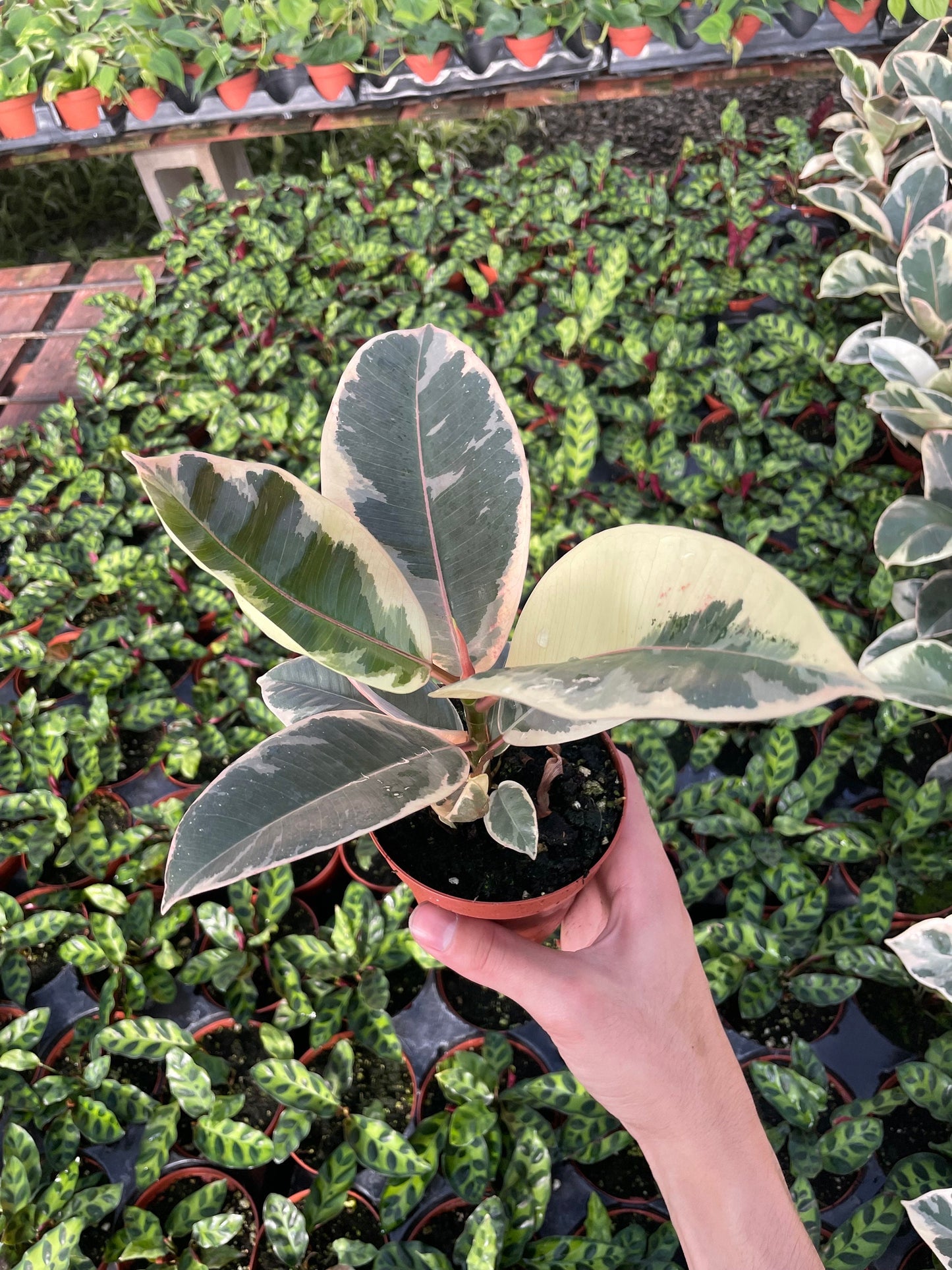 Variegated Rubber Tree - Ficus Tineke - 4" from MyPlants