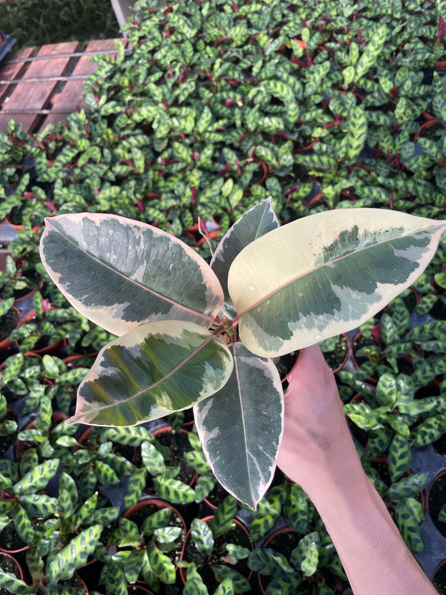 Variegated Rubber Tree - Ficus Tineke - 4" from MyPlants