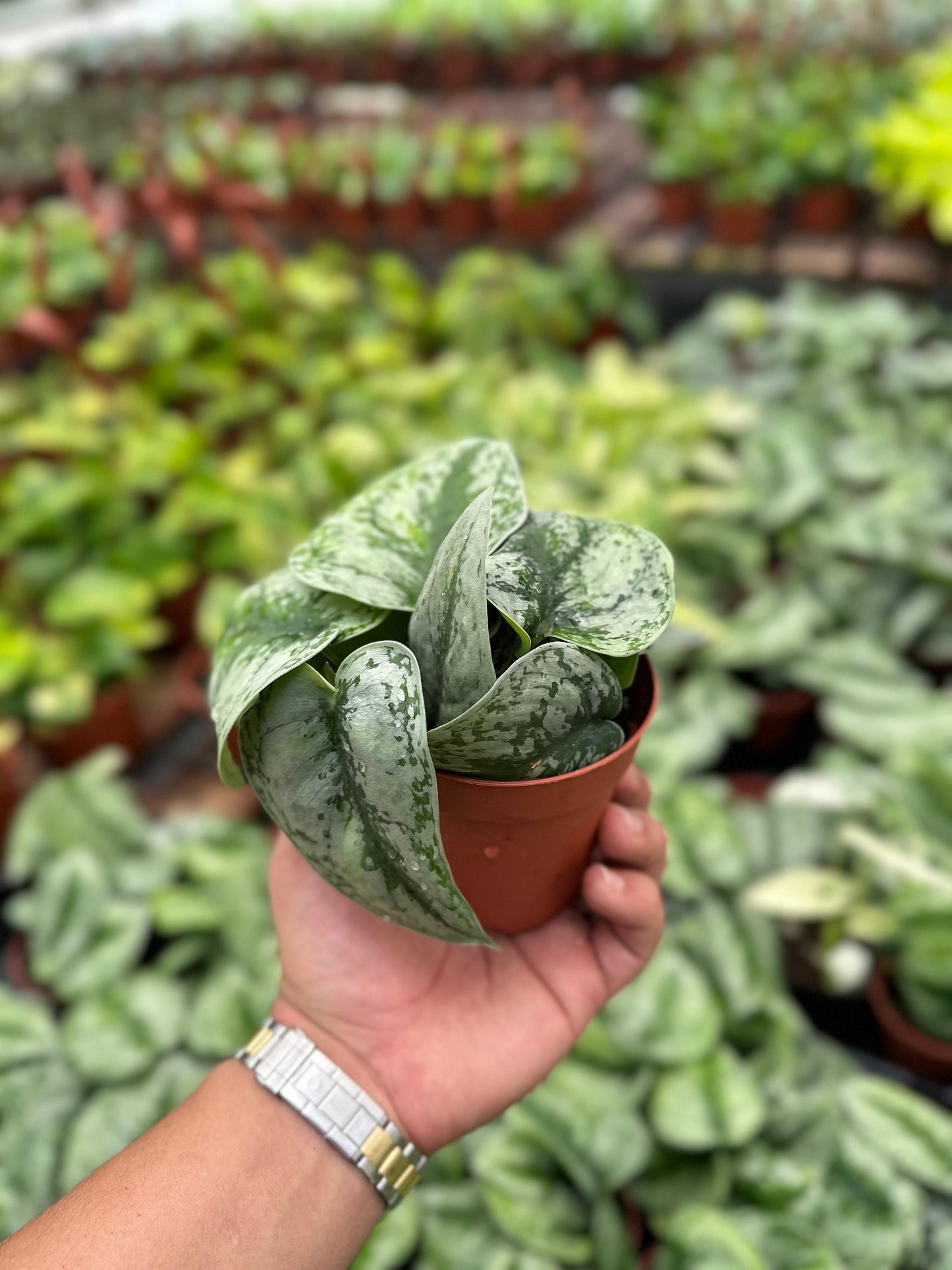 Satin Pothos - Scindapsus Pictus Exotica - 4" from MyPlants