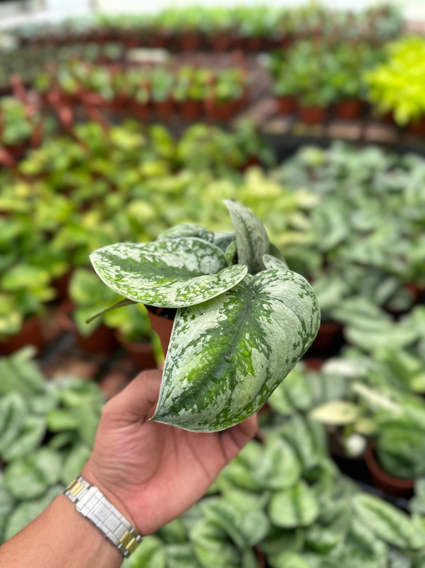 Satin Pothos - Scindapsus Pictus Exotica - 4" from MyPlants