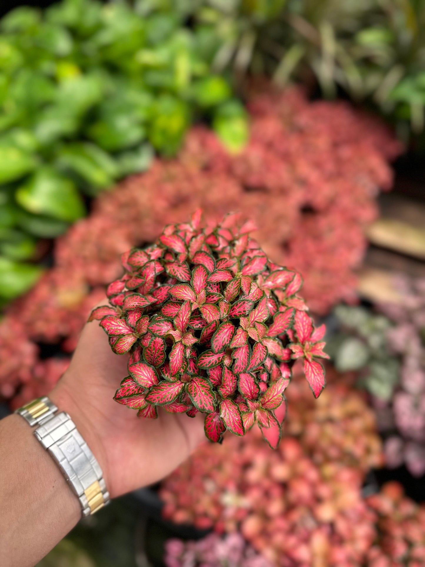 Fire Tail Fittonia - 4" from MyPlants