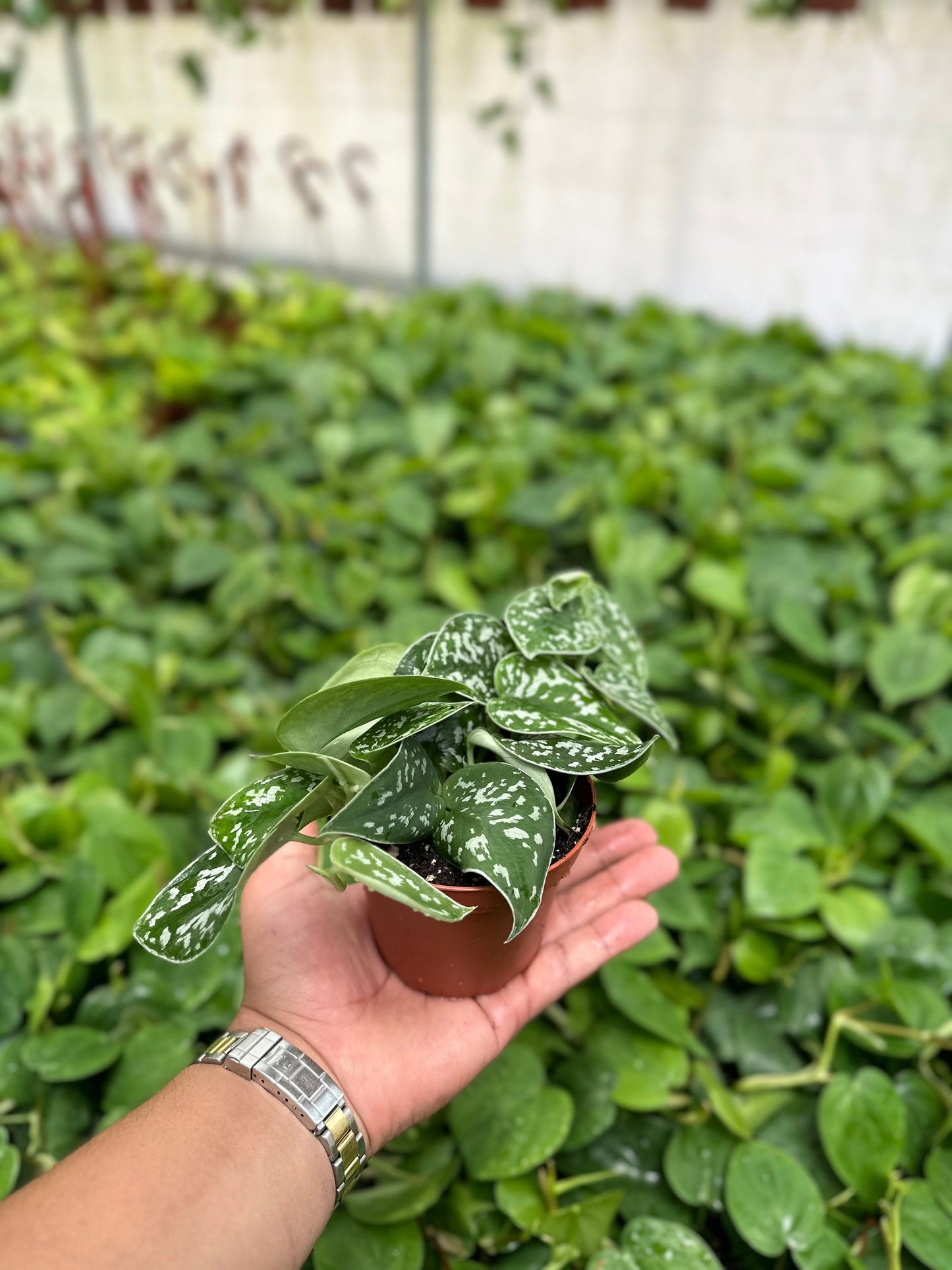 Trailing Satin Pothos - Scindapsus Pictus Argyraeus - 4" from MyPlants