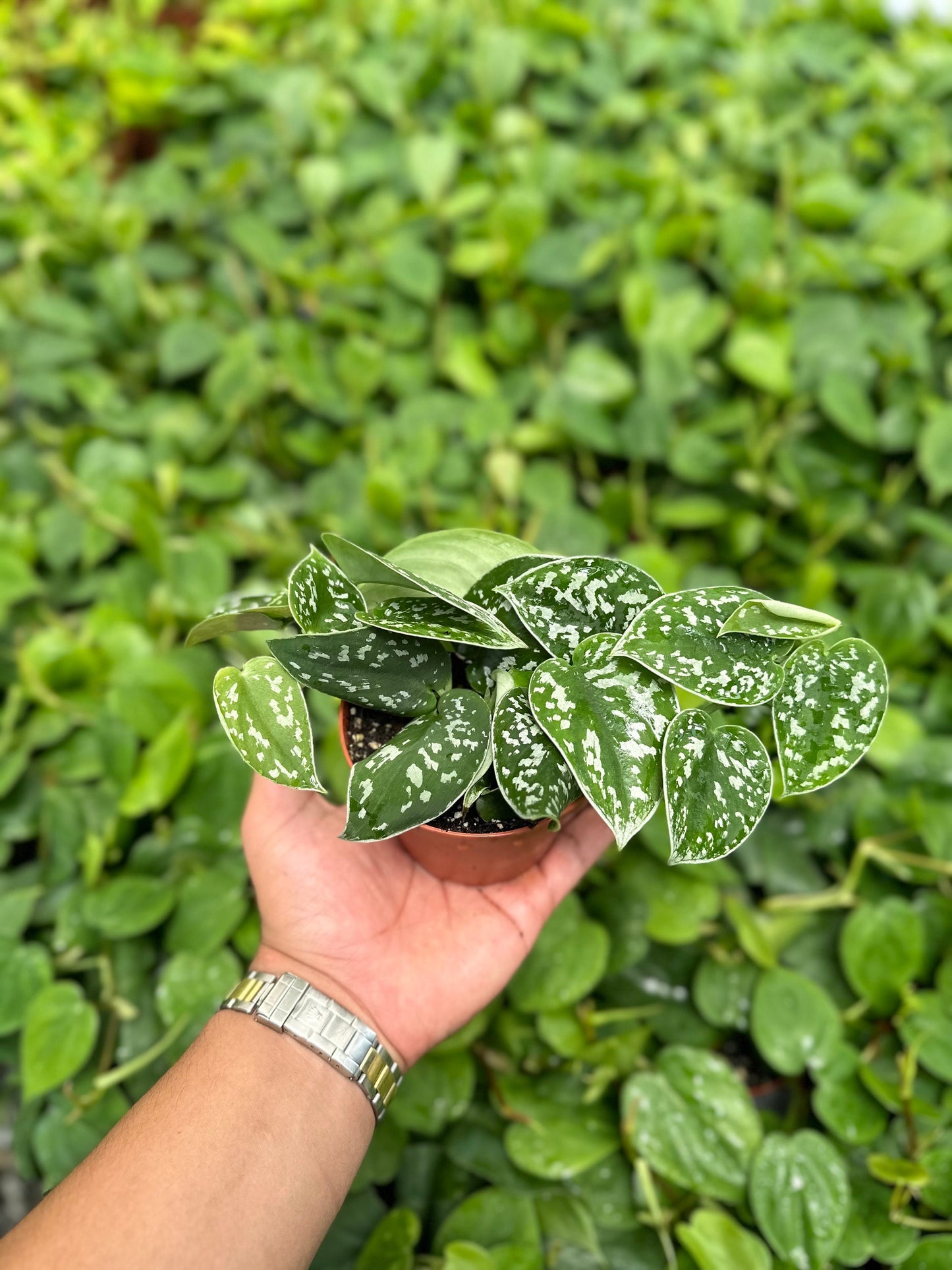 Trailing Satin Pothos - Scindapsus Pictus Argyraeus - 4" from MyPlants