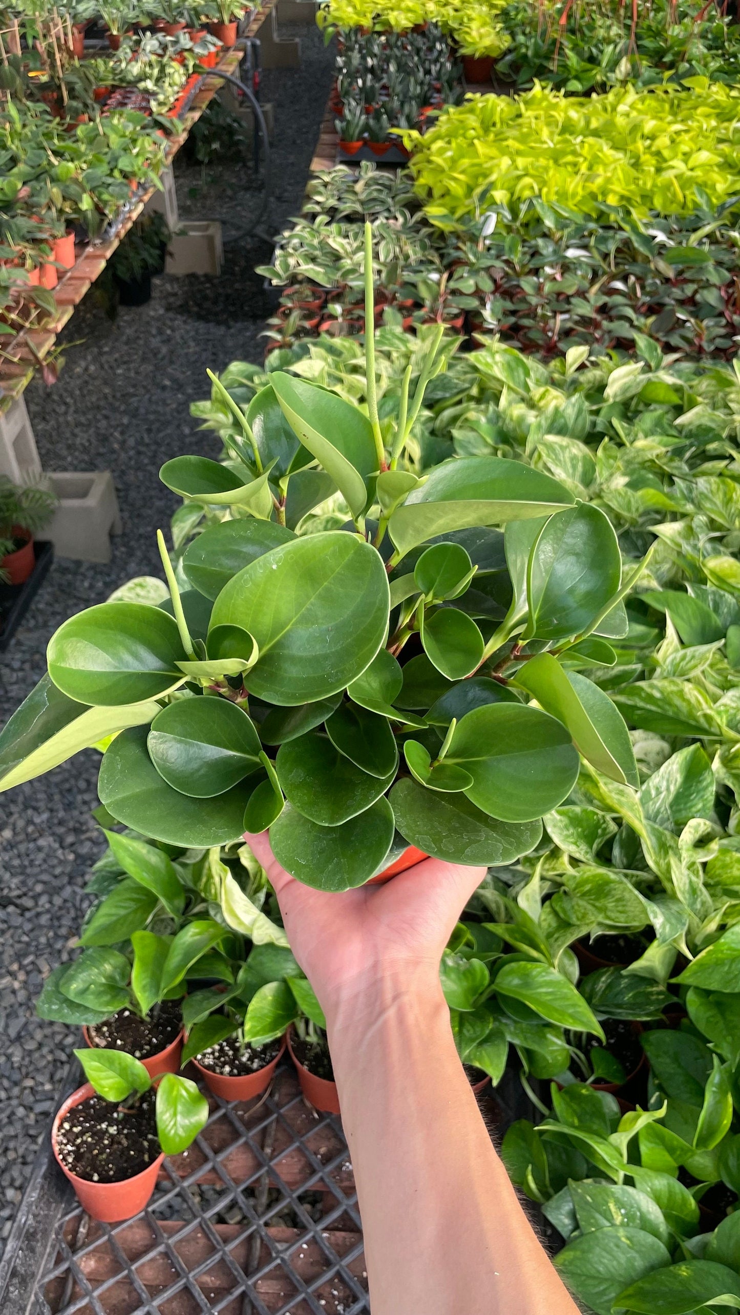 Green Peperomia - Obtusifolia - 6" from MyPlants