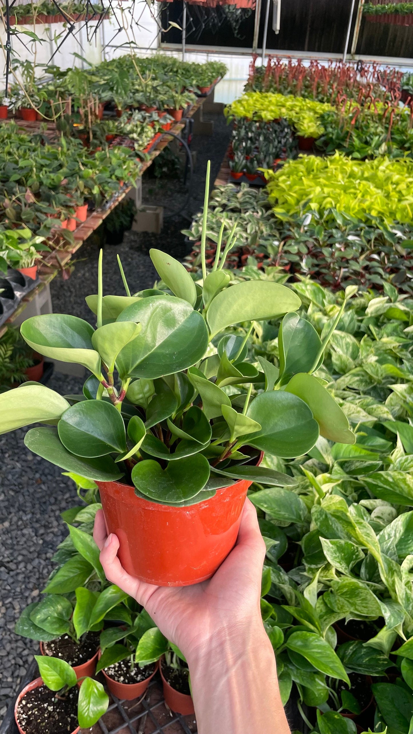 Green Peperomia - Obtusifolia - 6" from MyPlants