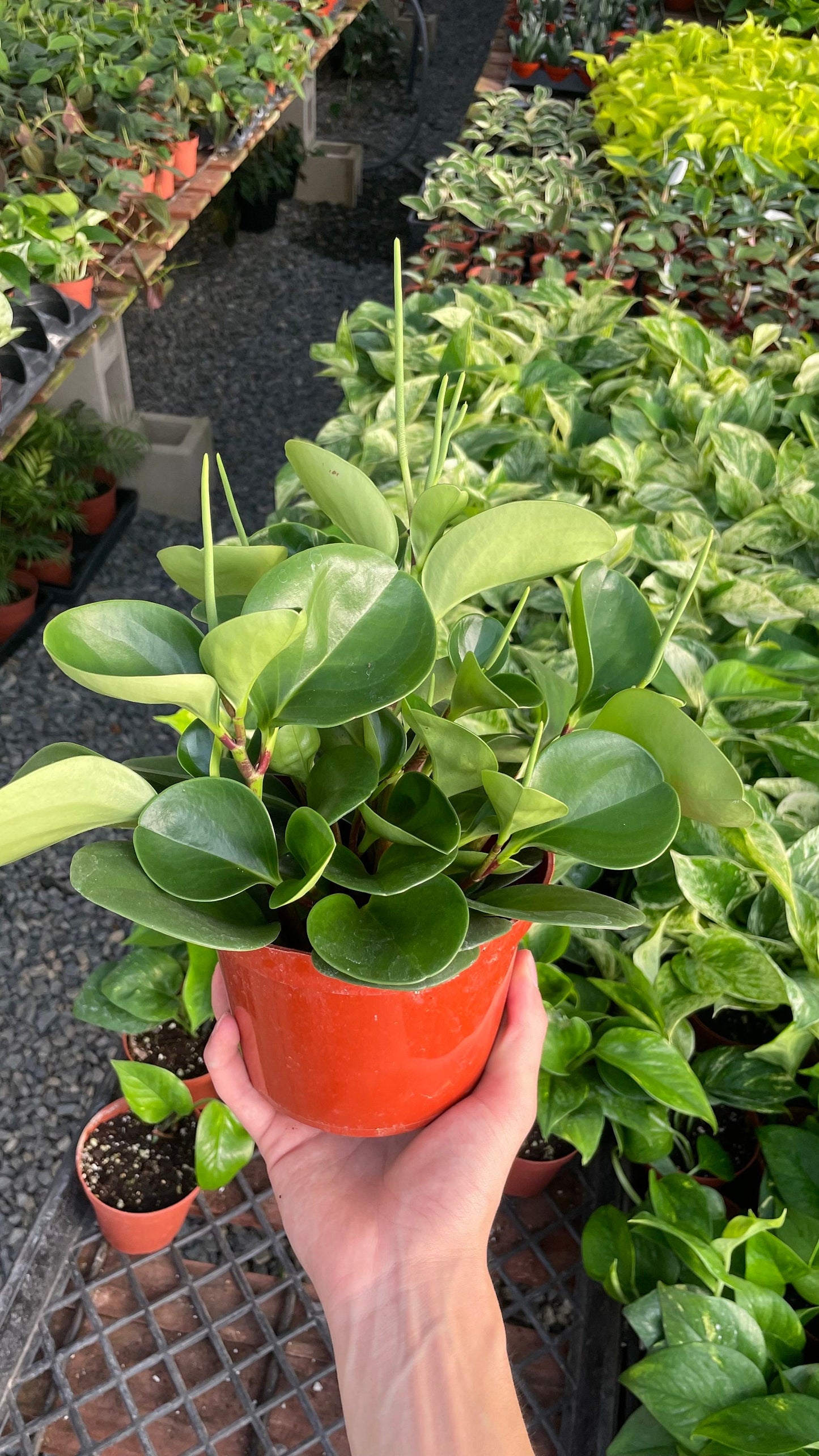 Green Peperomia - Obtusifolia - 6" from MyPlants