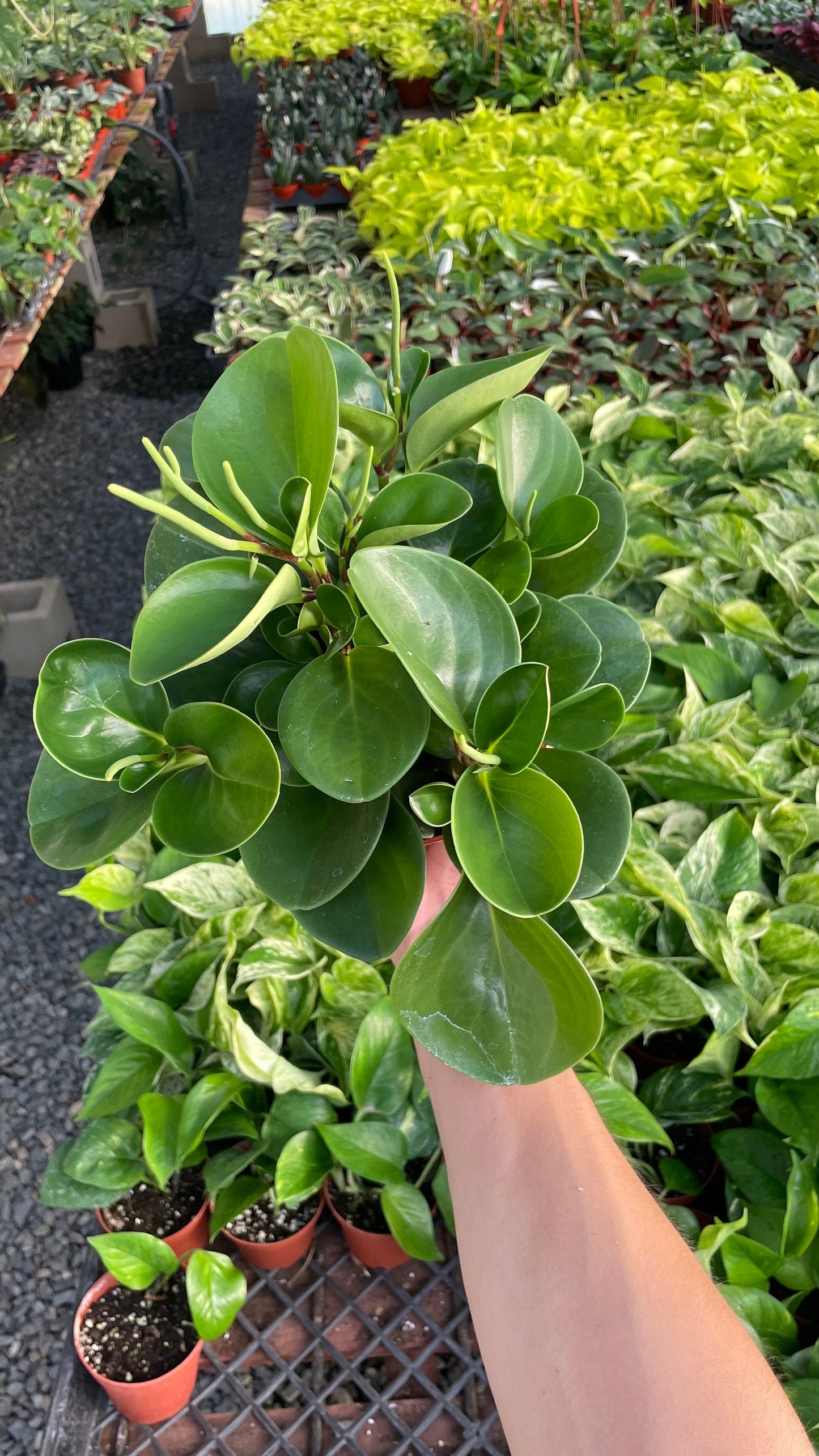 Green Peperomia - Obtusifolia - 6" from MyPlants