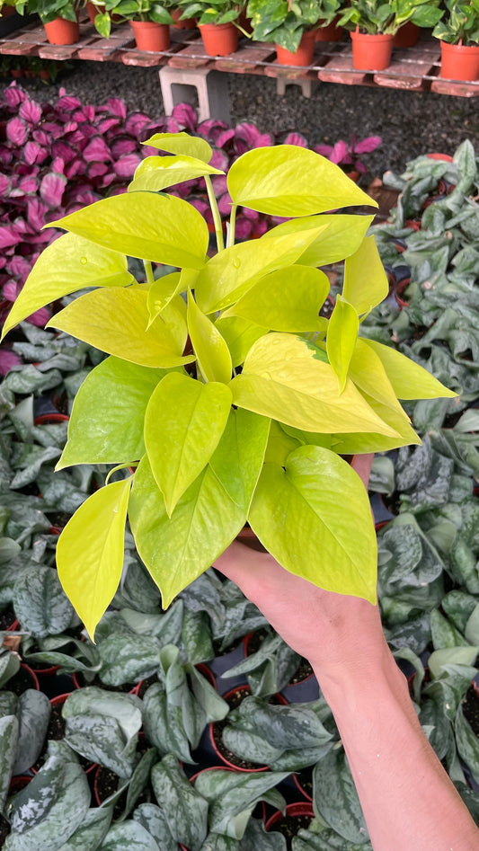 Neon Pothos - Epipremnum Aureum - 6" from MyPlants