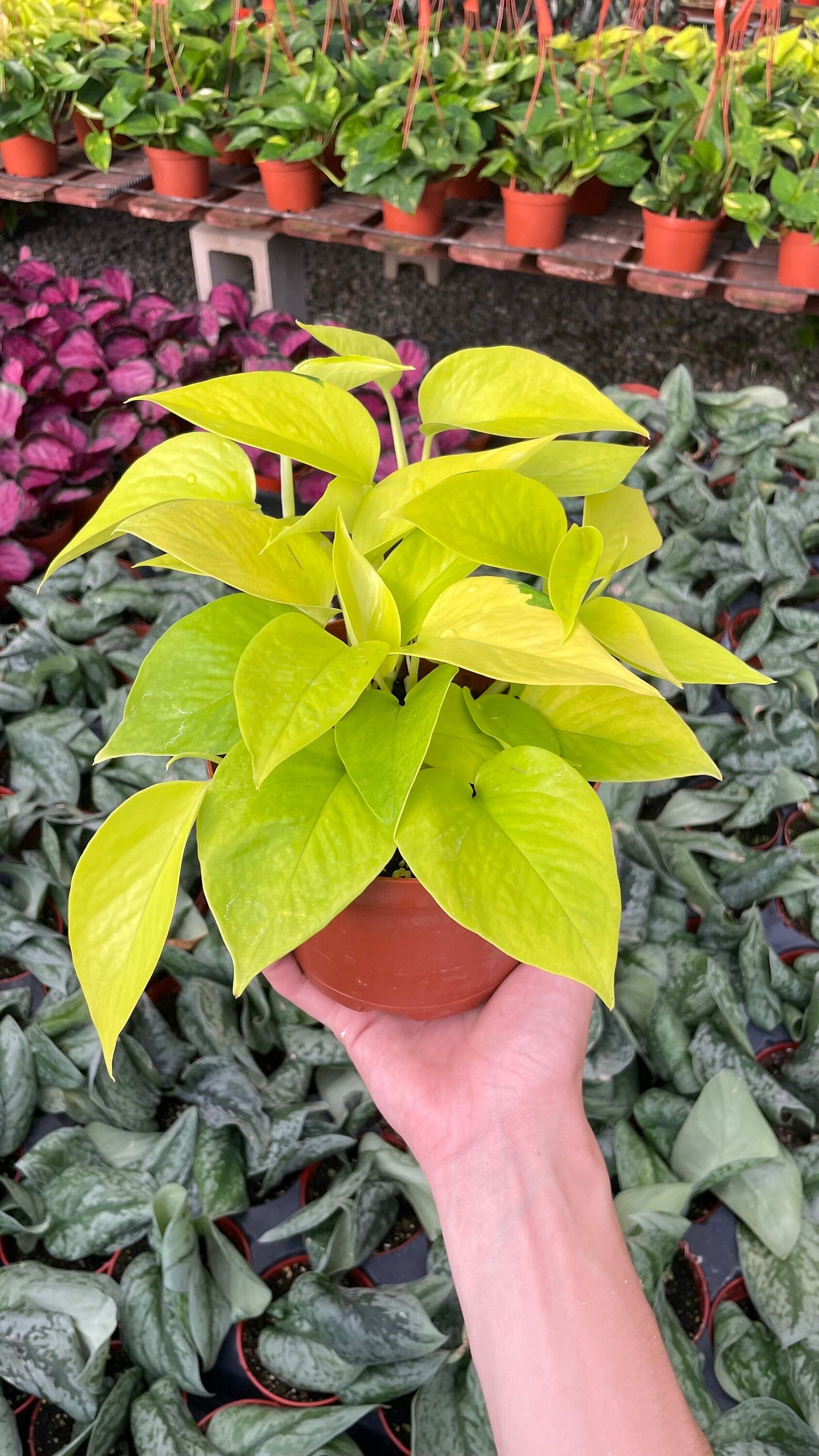 Neon Pothos - Epipremnum Aureum - 6" from MyPlants