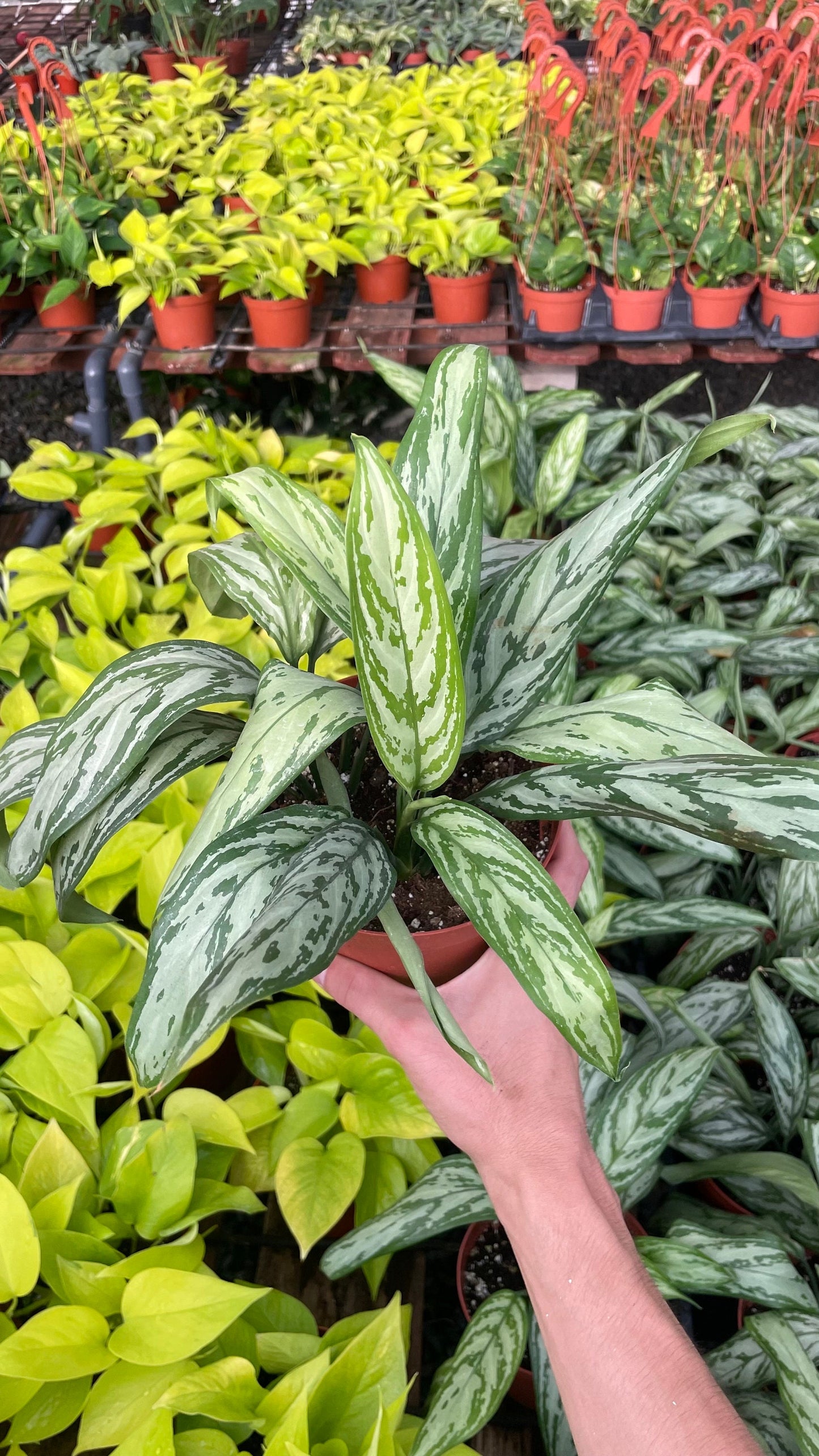 Aglonema Silver Queen - 6" from MyPlants