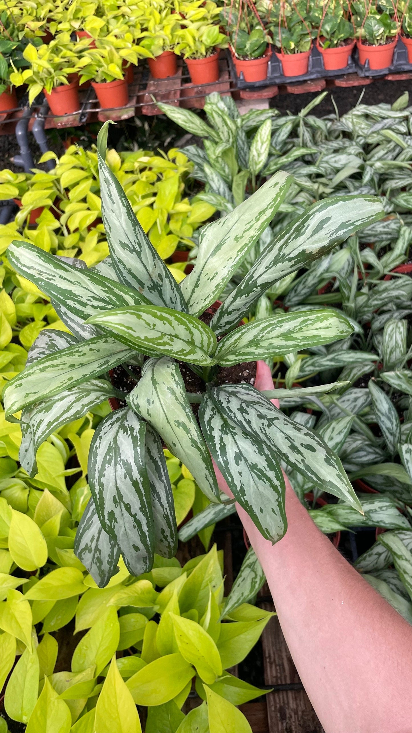 Aglonema Silver Queen - 6" from MyPlants