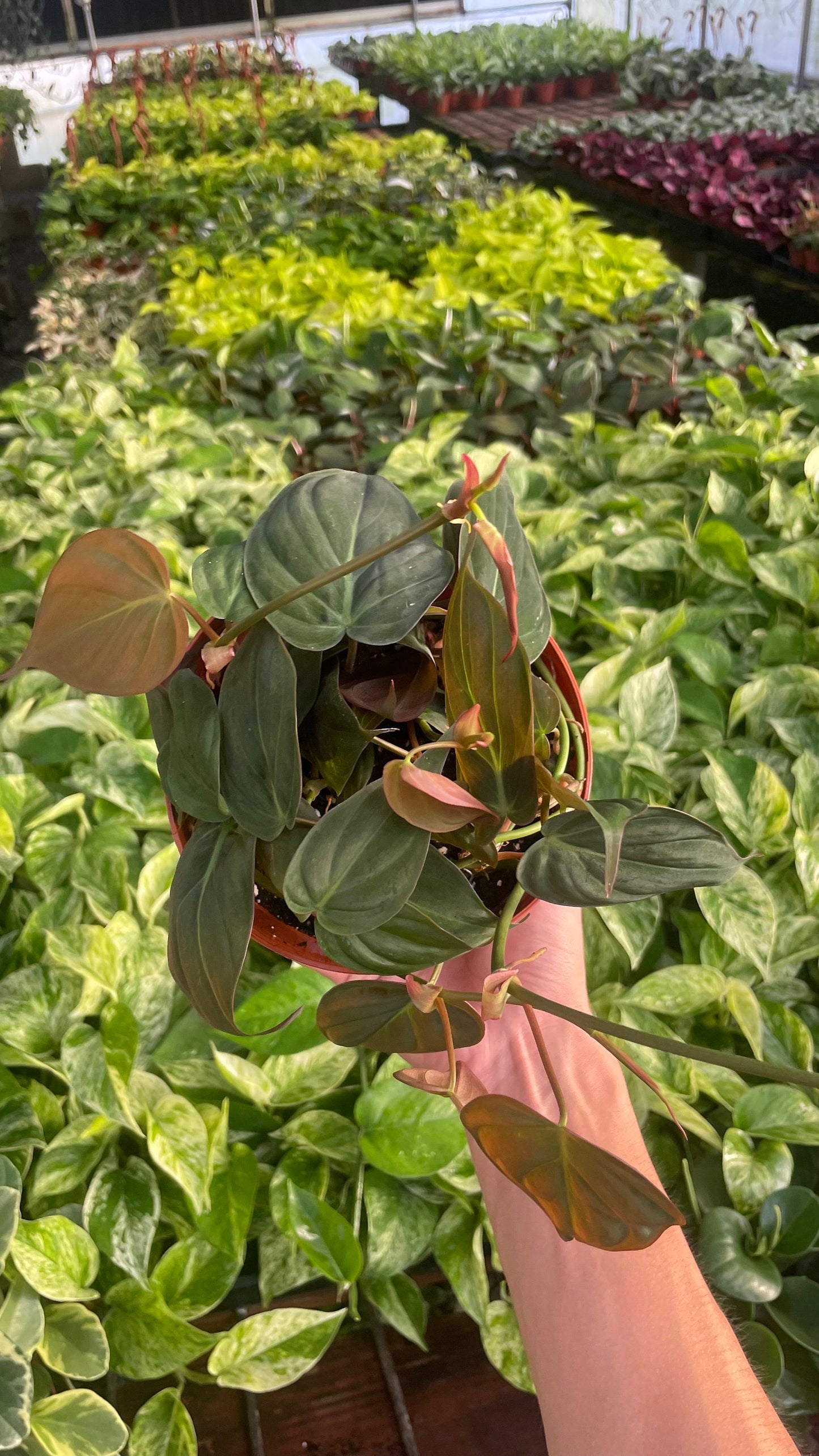 Philodendron Micans - 6" from MyPlants