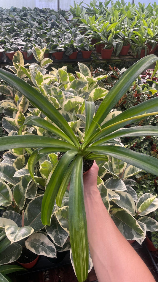 Hawaiian Spider Plant - 4" from MyPlants