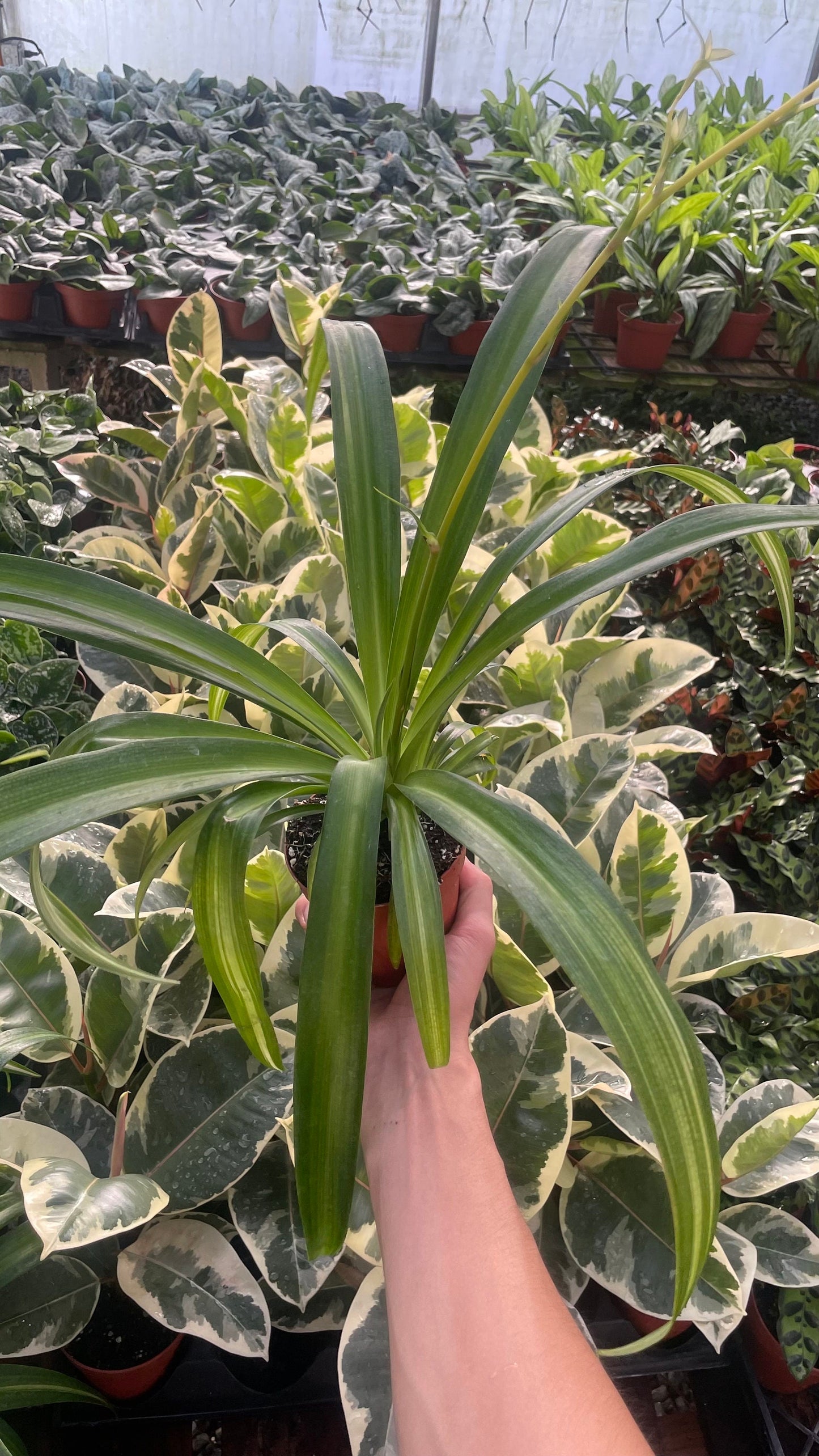 Hawaiian Spider Plant - 4" from MyPlants