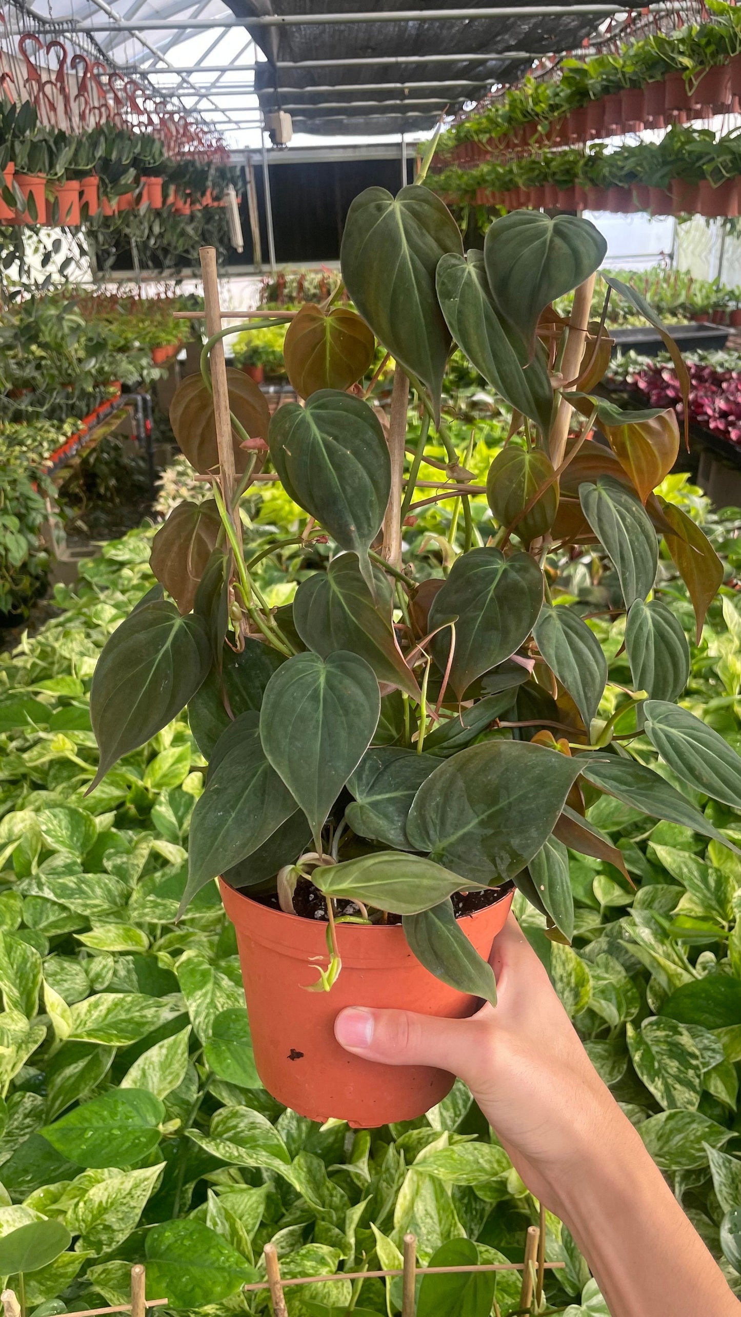 Trellis Philodendron Micans - 6" from MyPlants