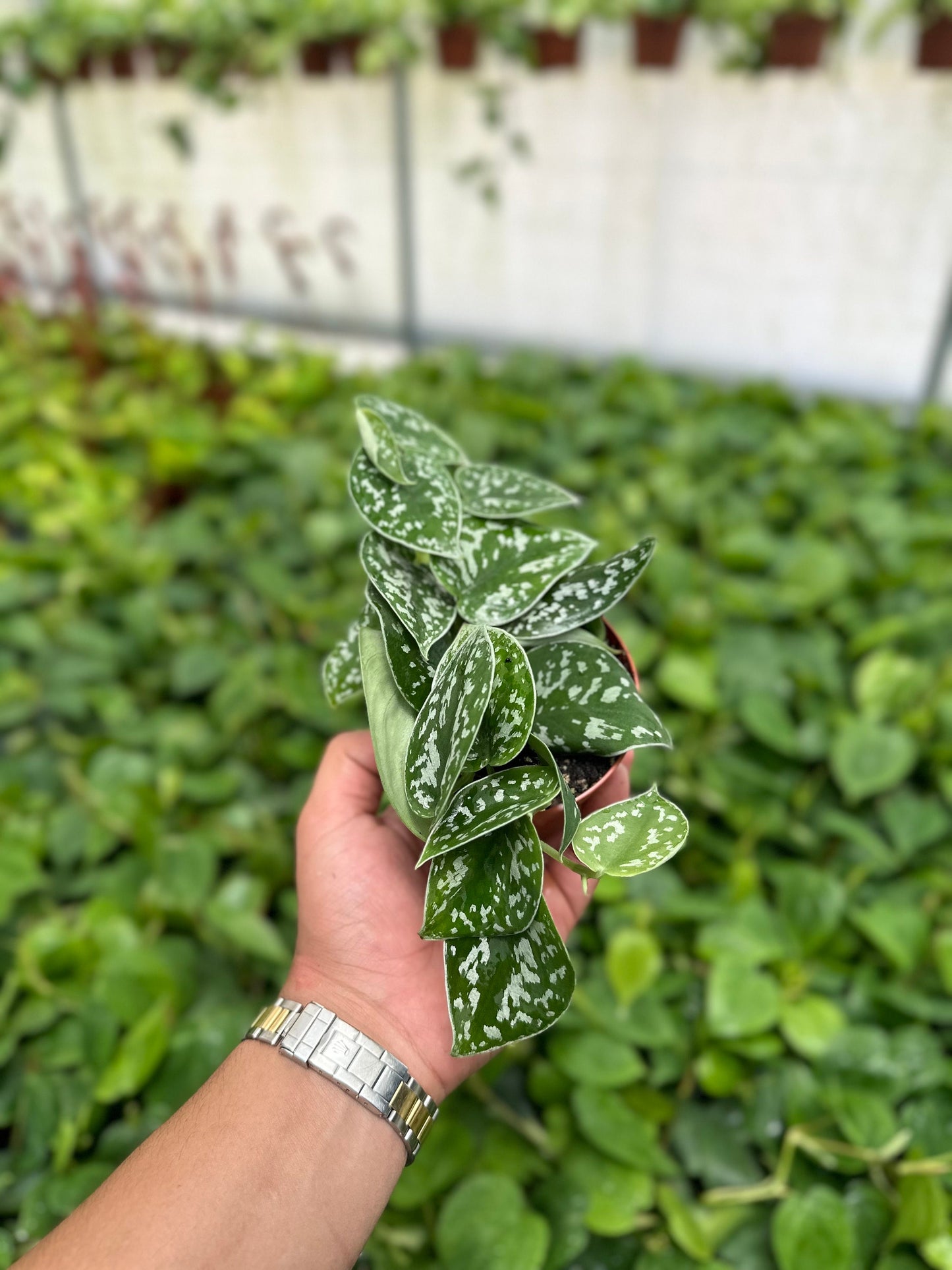 Trailing Satin Pothos - Scindapsus Pictus Argyraeus - 4" from MyPlants