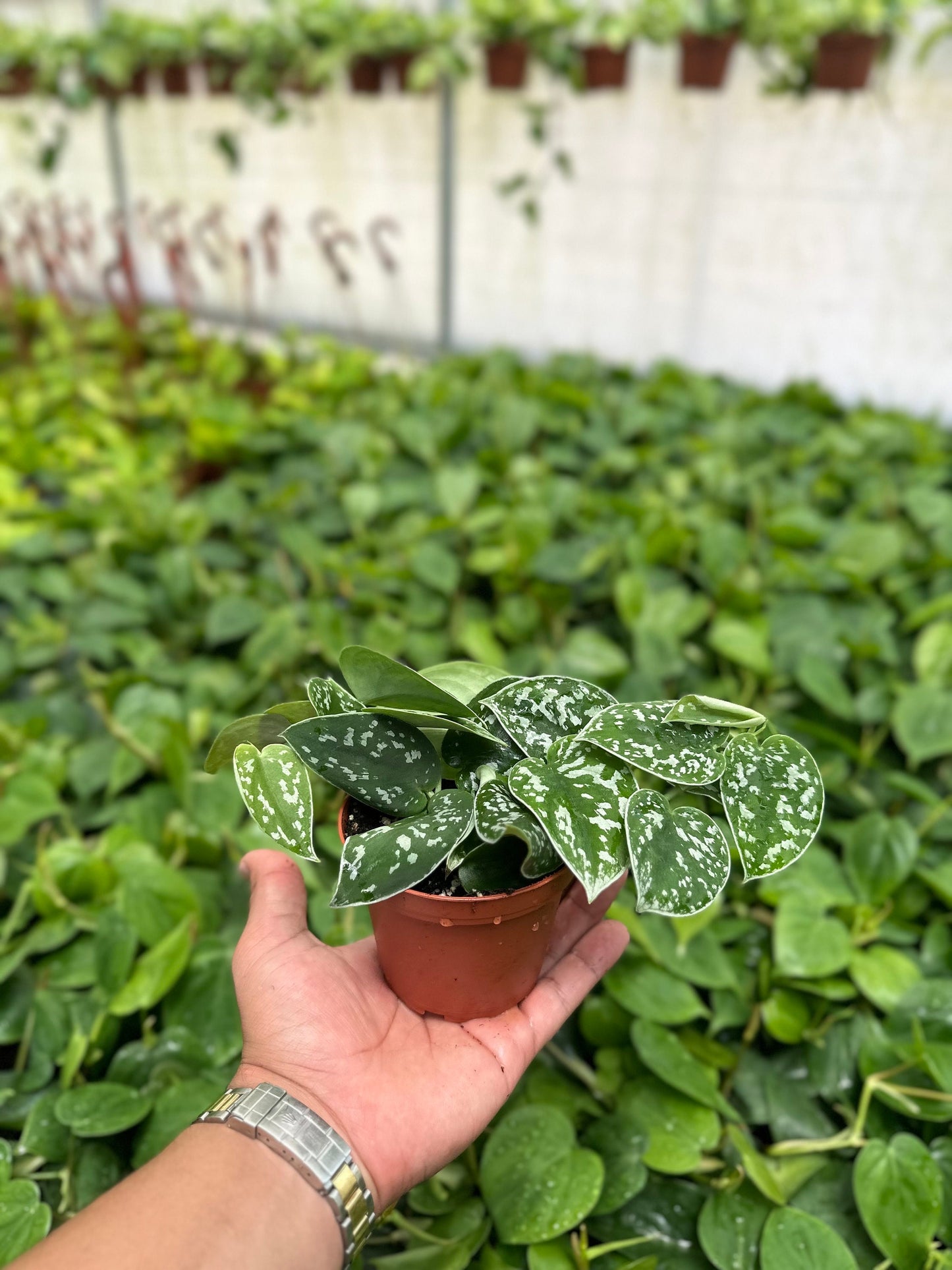 Trailing Satin Pothos - Scindapsus Pictus Argyraeus - 4" from MyPlants