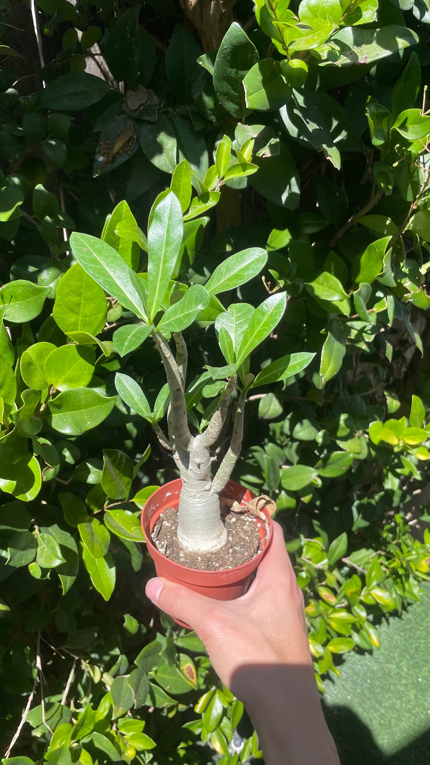 Desert Rose Plant - Adenium Obesum - 4" from MyPlants